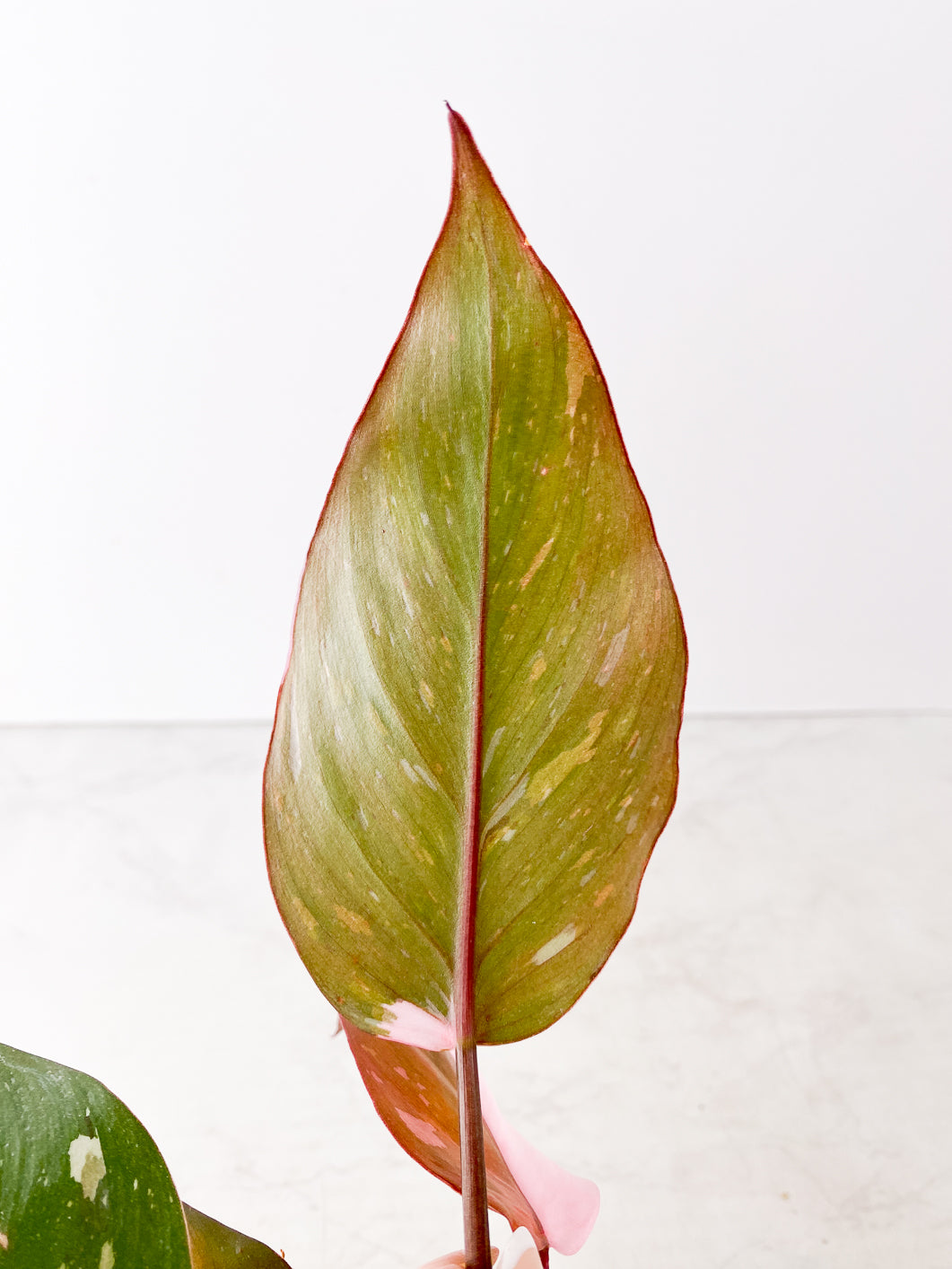 Philodendron Red Anderson 5 leaves Slightly Rooted