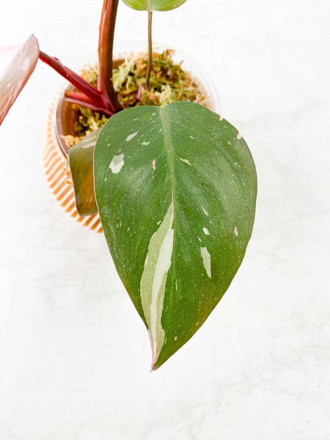 Philodendron Red Anderson 5 leaves Slightly Rooted