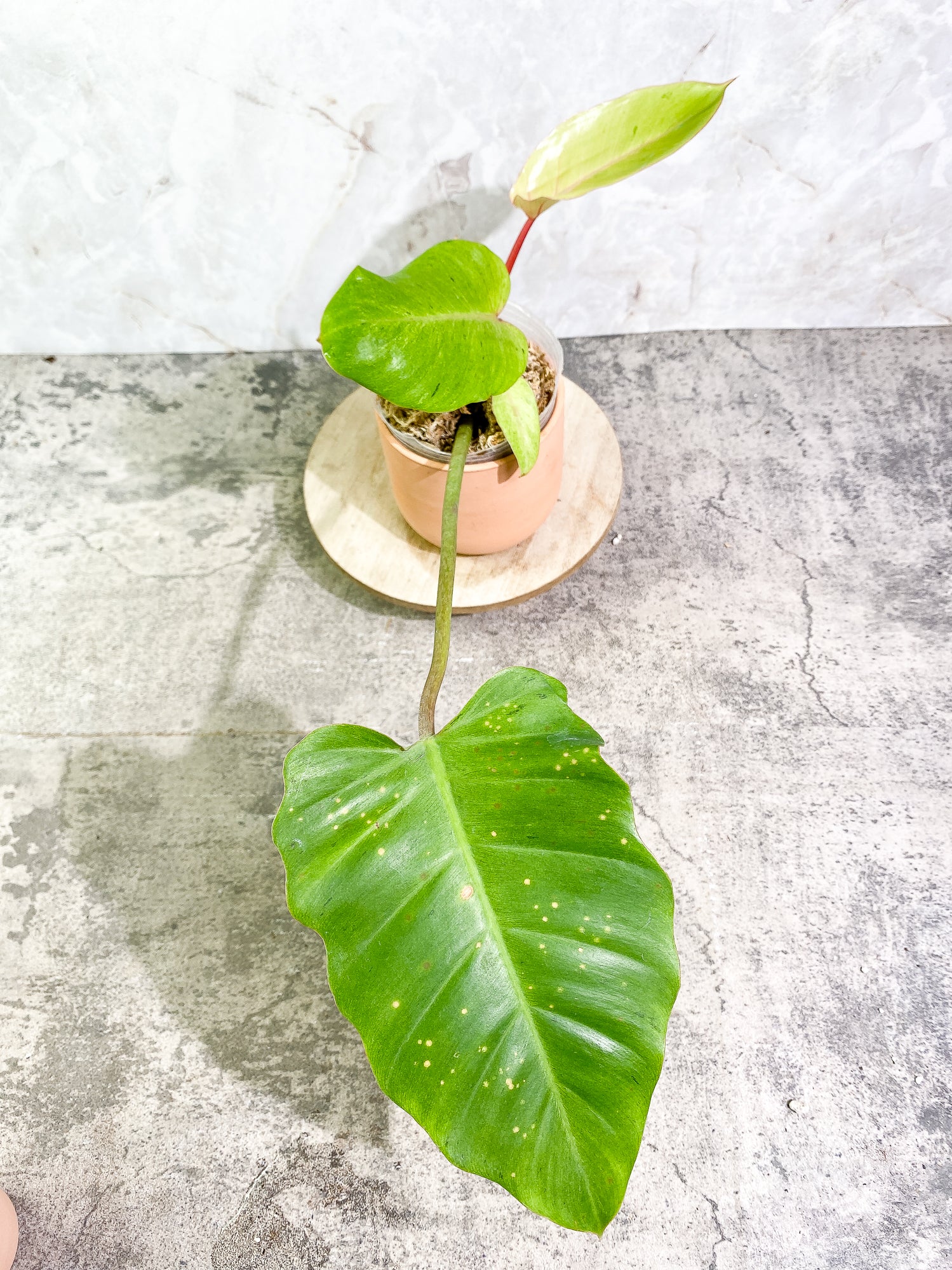 Philodendron Snowdrifts 4 leaves 1 sprout rooted