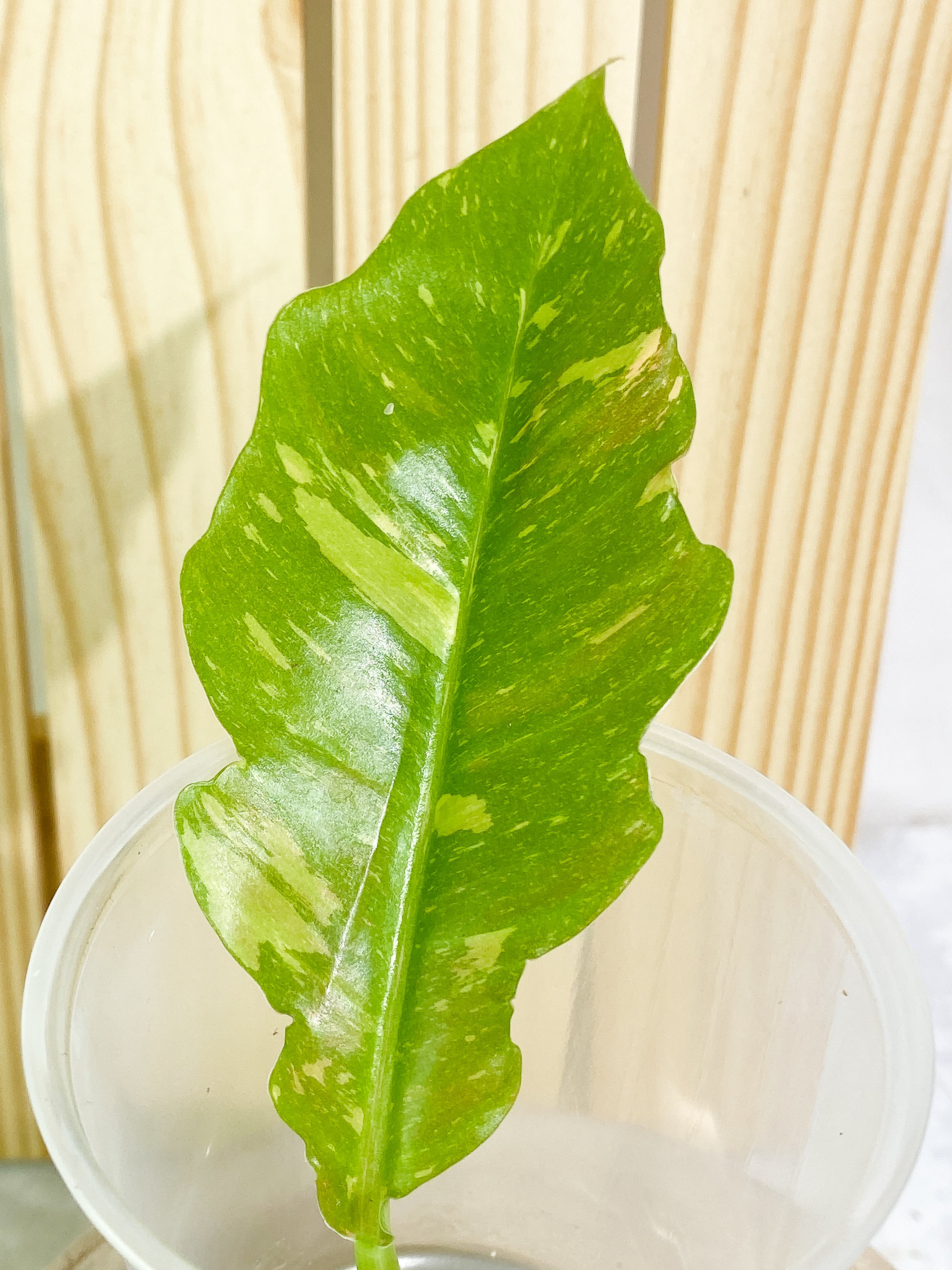 Philodendron Ring of Fire 1 leaf Rooting