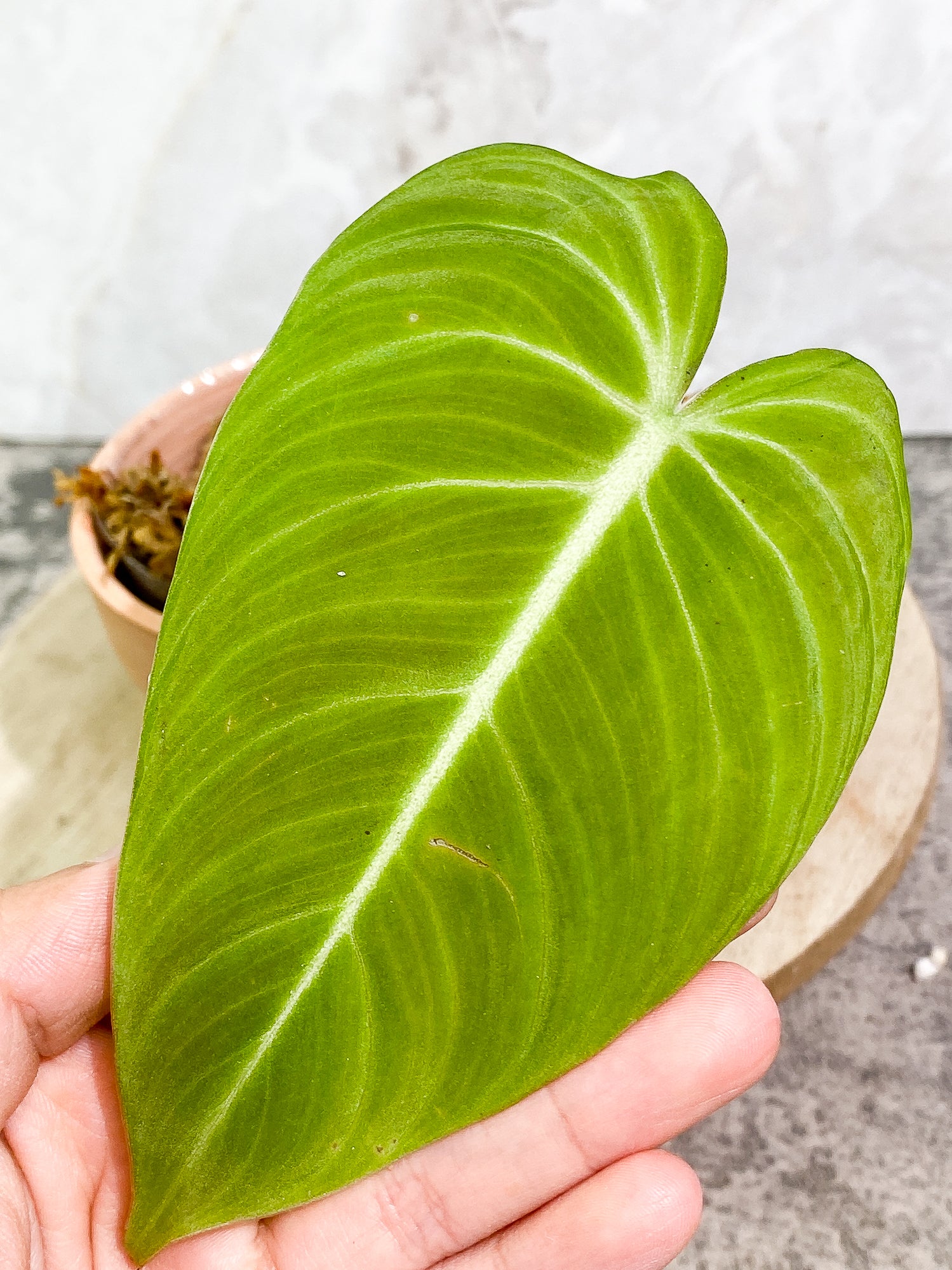 Philodendron Glorious 1 leaf slightly rooted