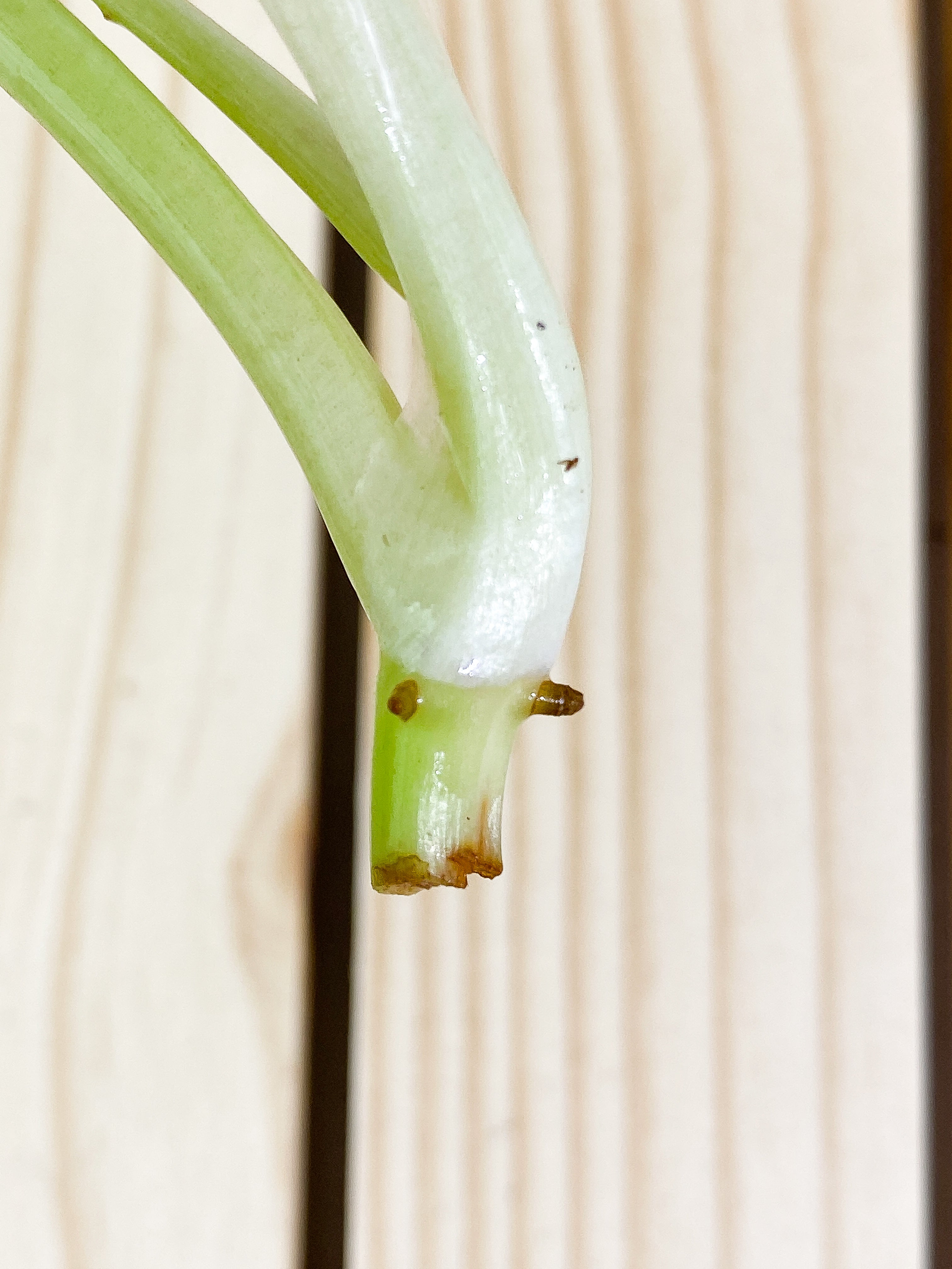 Philodendron Ring of Fire 1 leaf Rooting