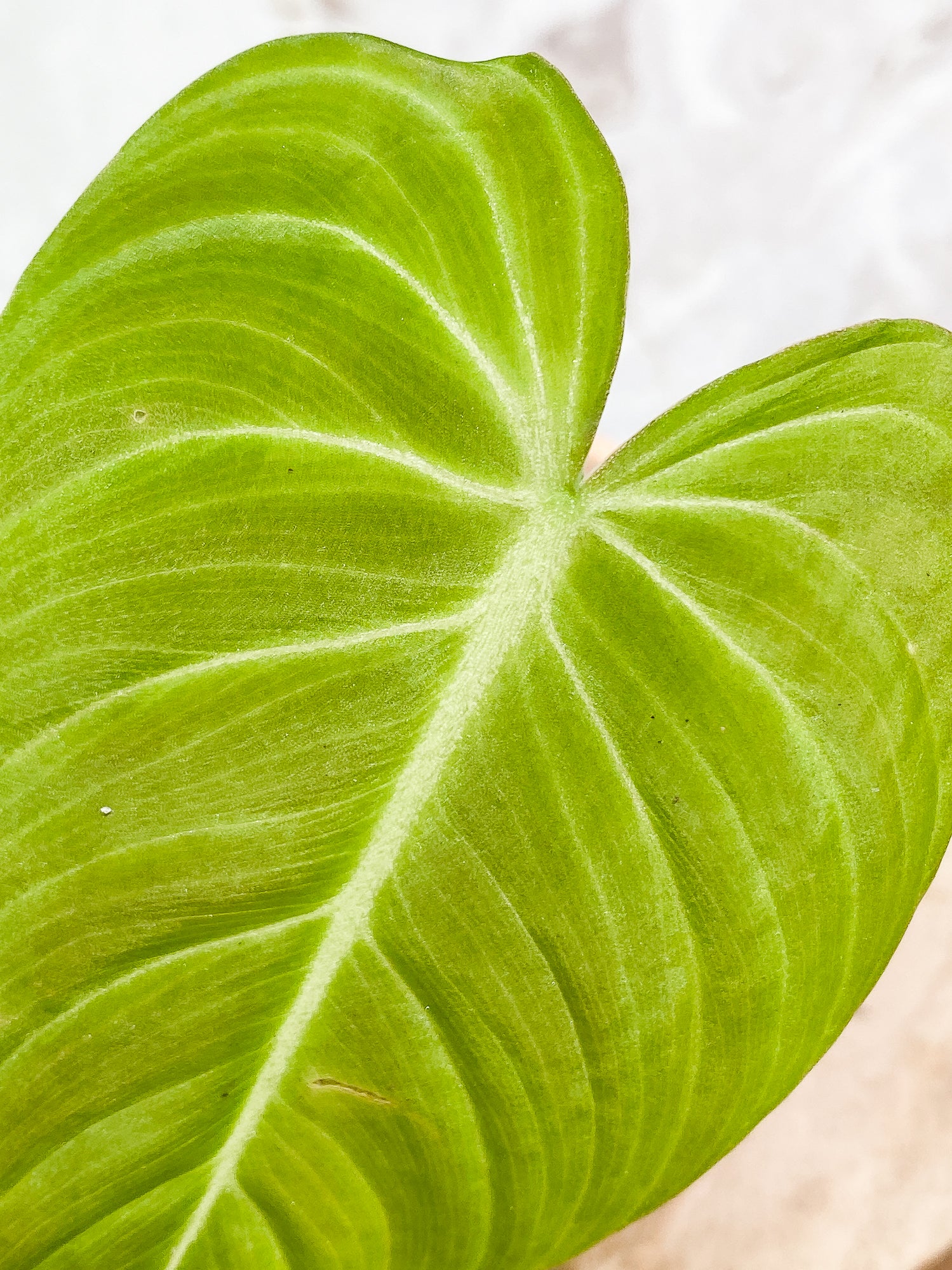 Philodendron Glorious 1 leaf slightly rooted