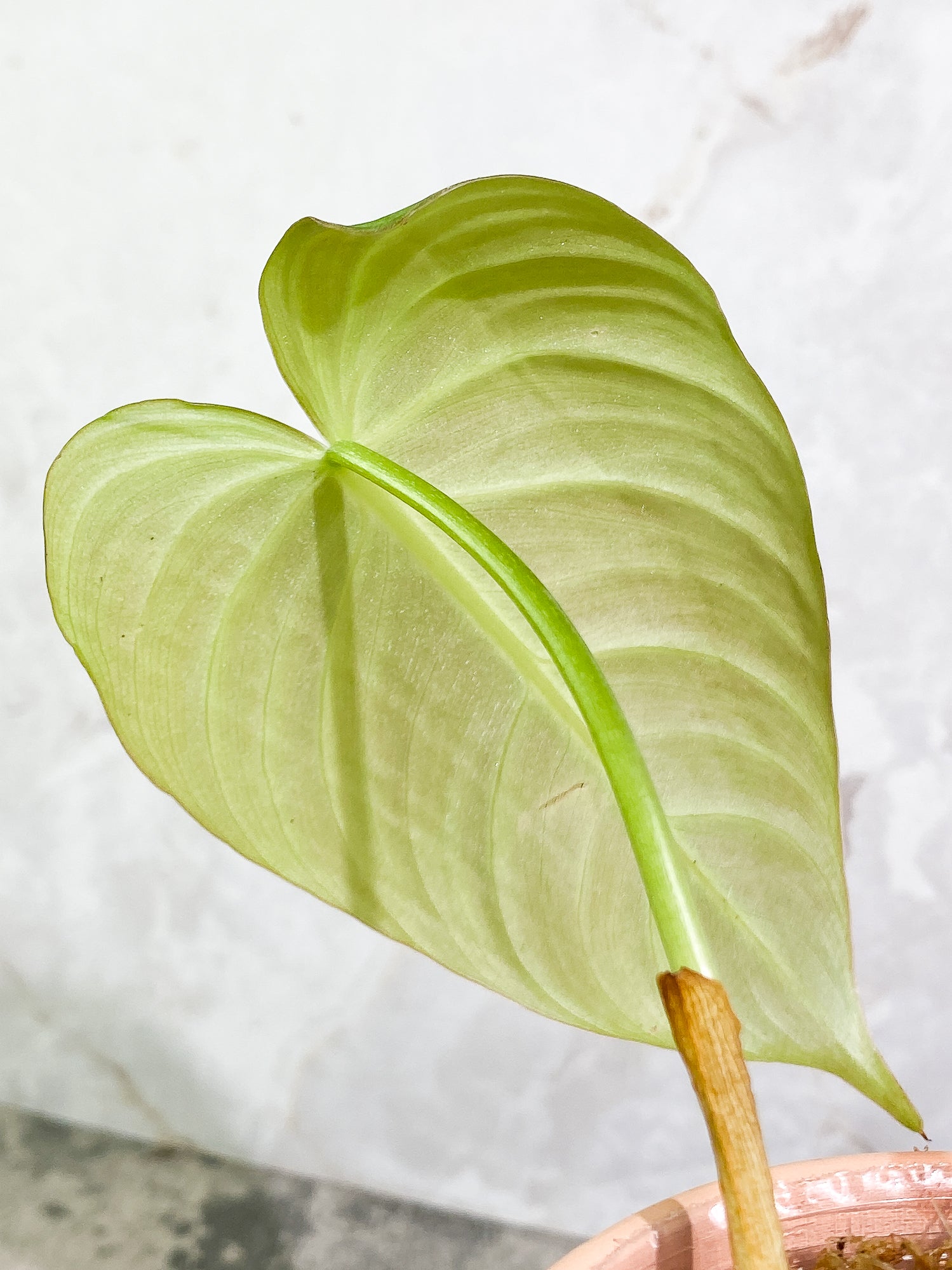 Philodendron Glorious 1 leaf slightly rooted