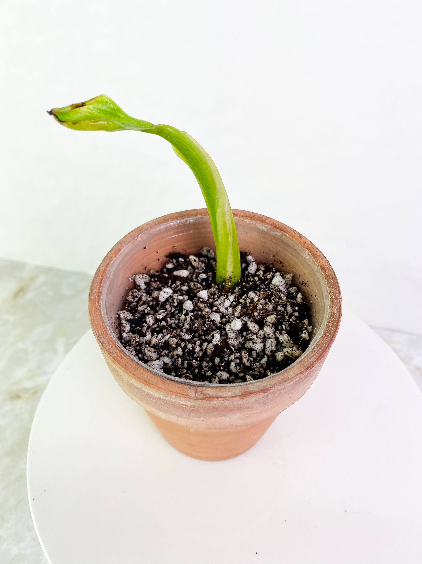 Philodendron Jose Buono sprout slightly rooted