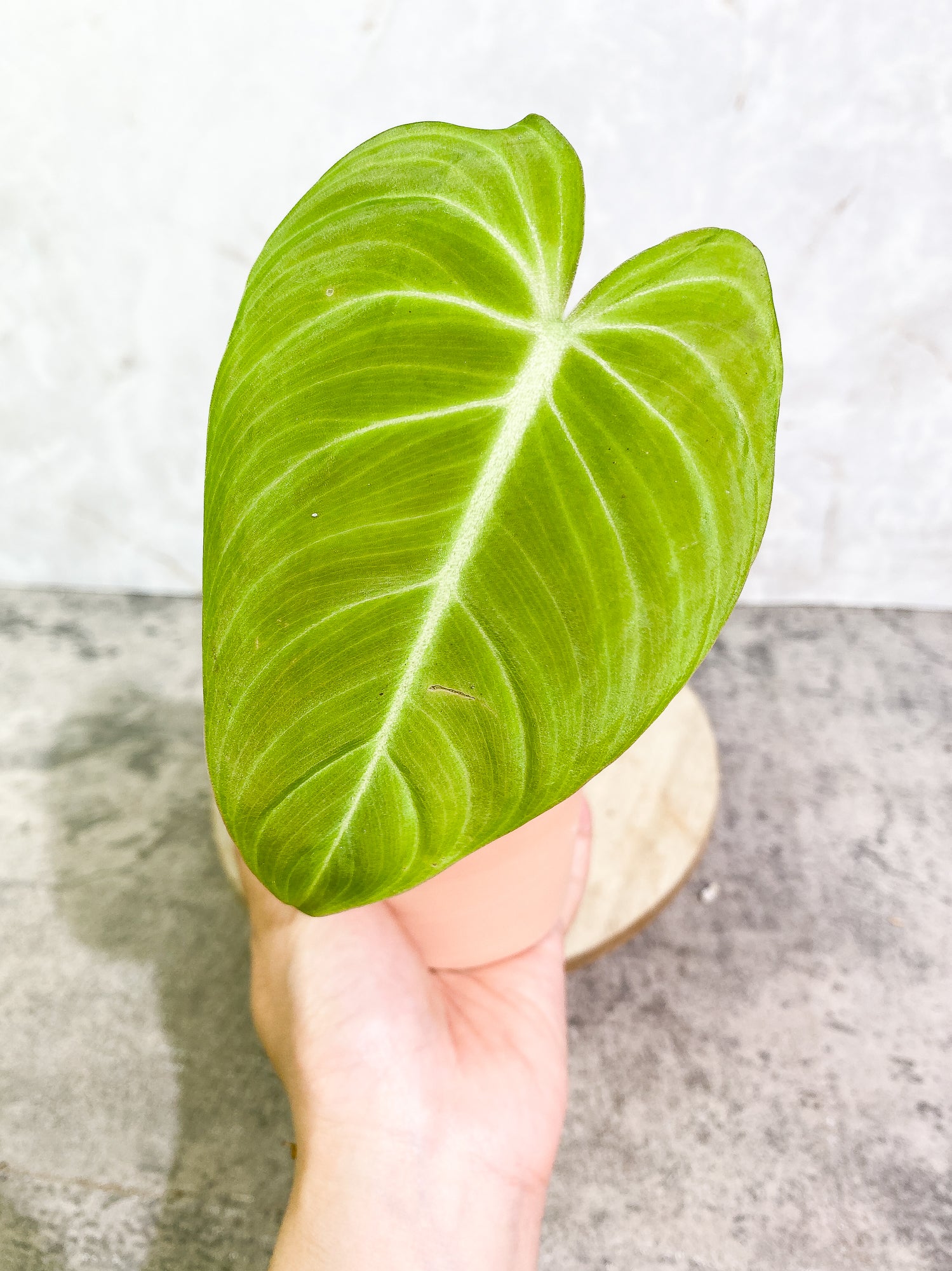 Philodendron Glorious 1 leaf slightly rooted