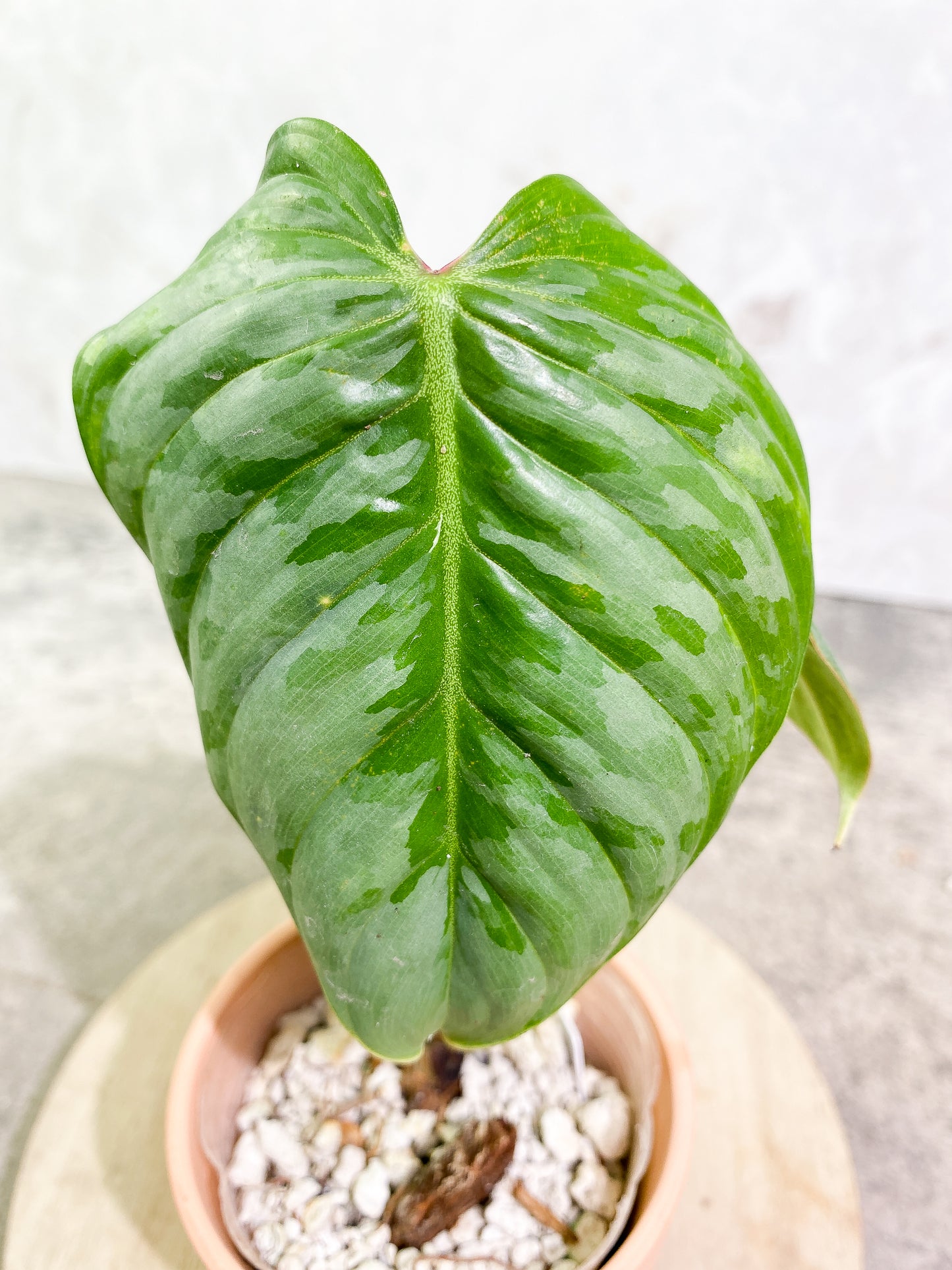 Philodendron Sodiroi 2leaves 1 sprout top cutting 2 growing points slightly rooted