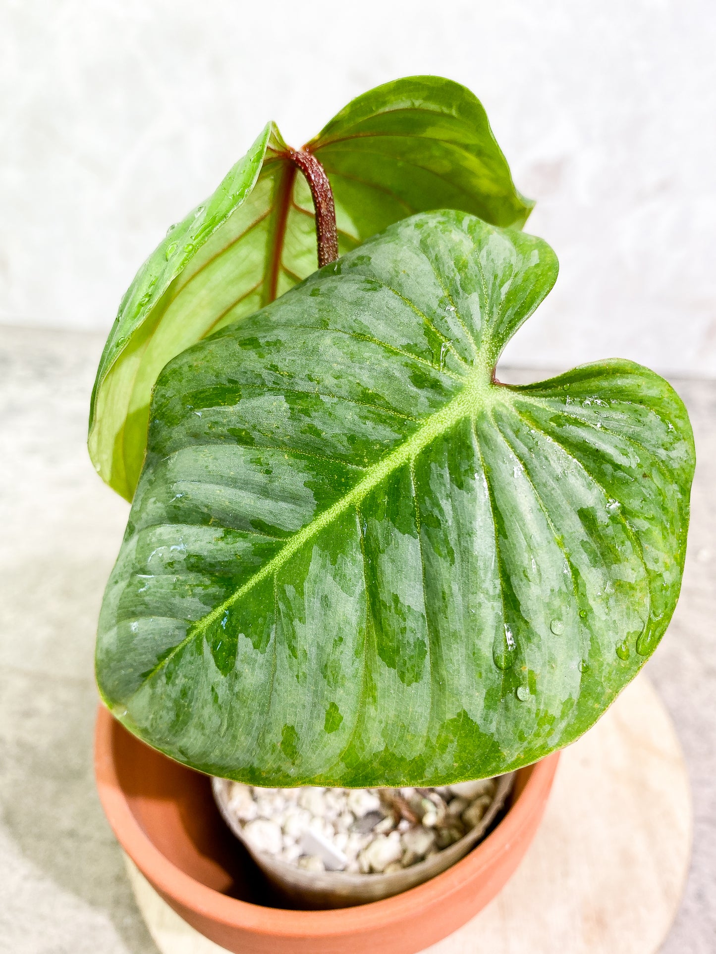 Philodendron Sodiroi 2leaves 1 sprout top cutting 2 growing points slightly rooted