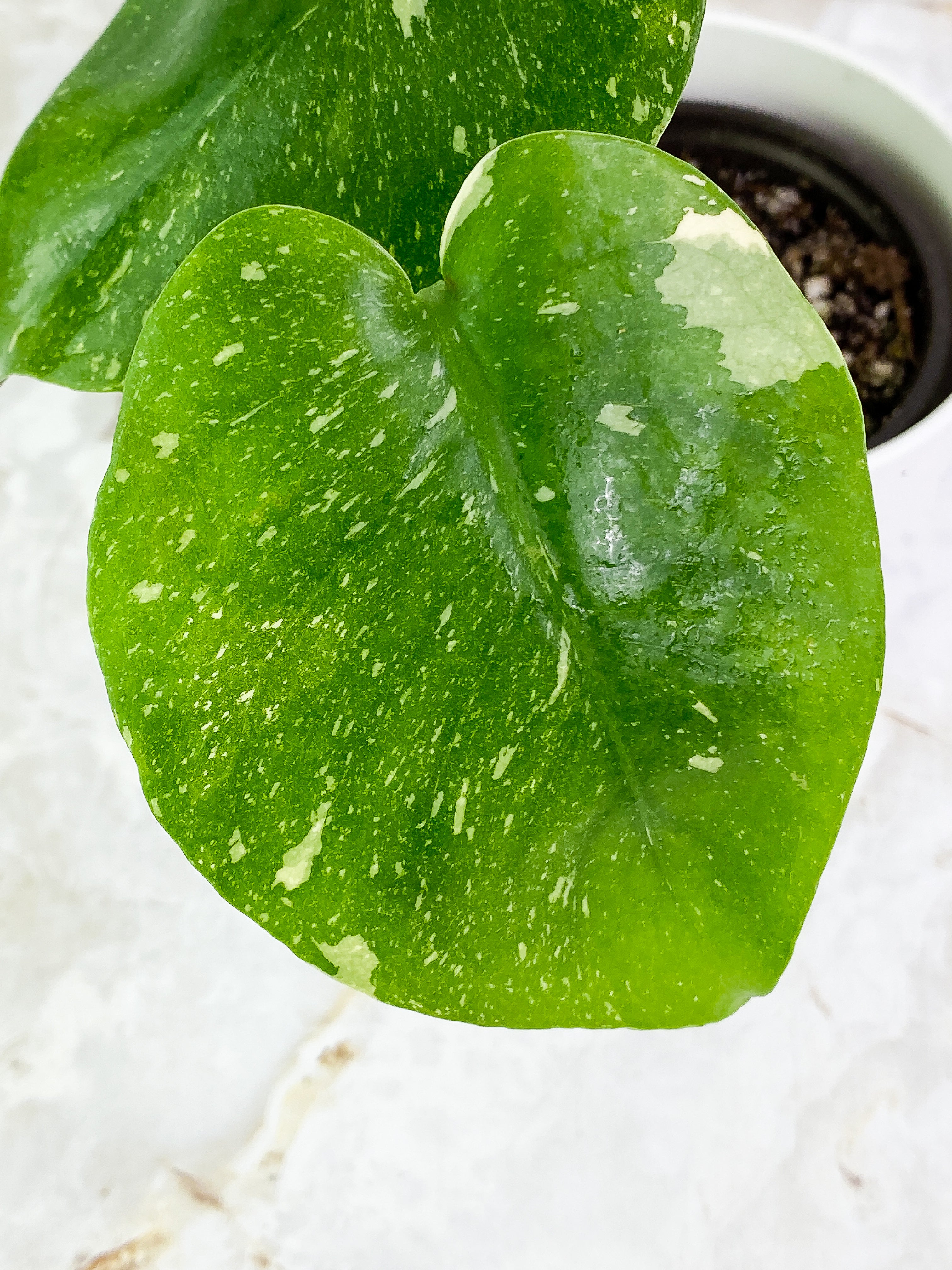 Monstera Thai 2 leaves rooted