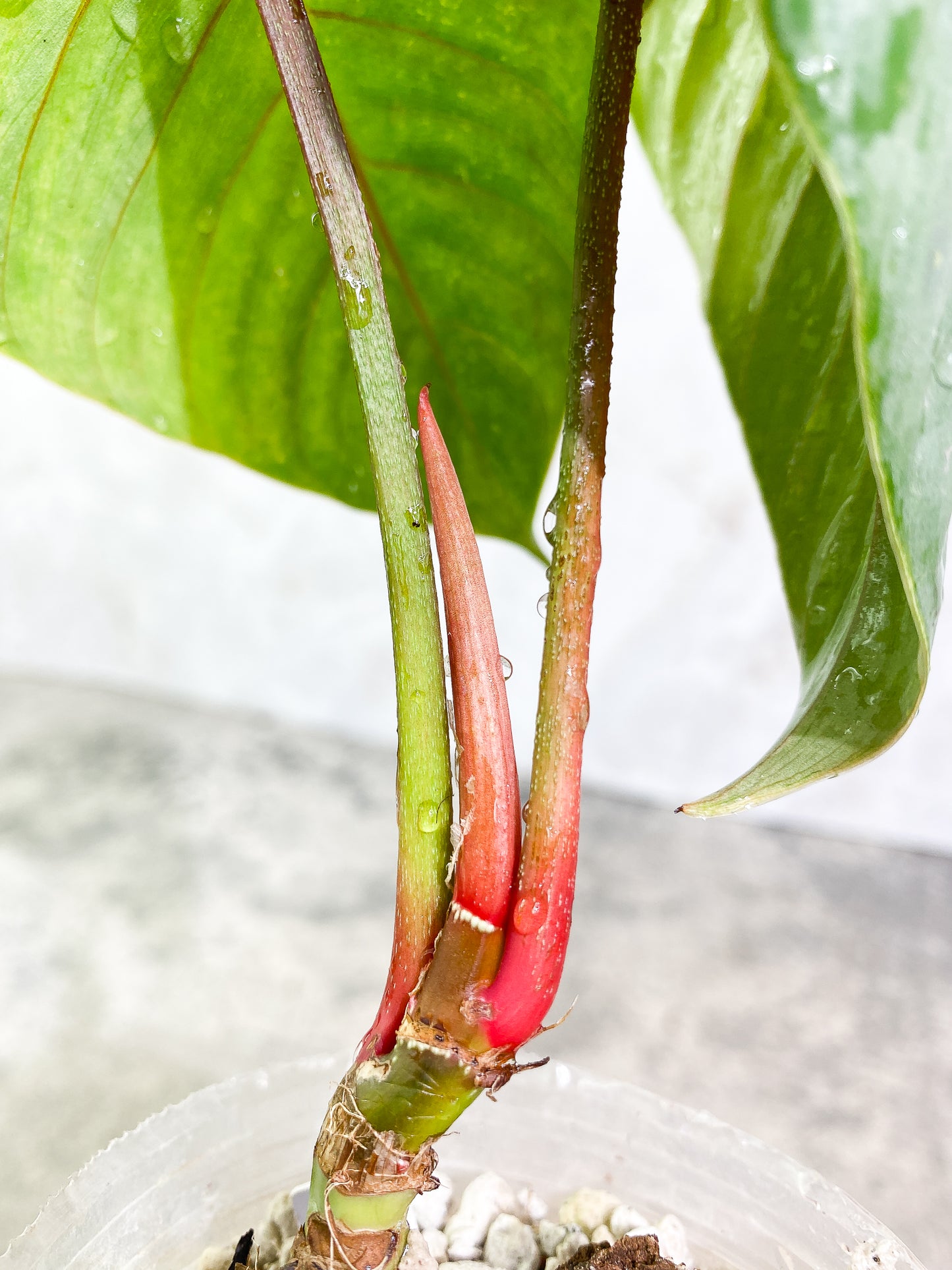 Philodendron Sodiroi 2leaves 1 sprout top cutting 2 growing points slightly rooted
