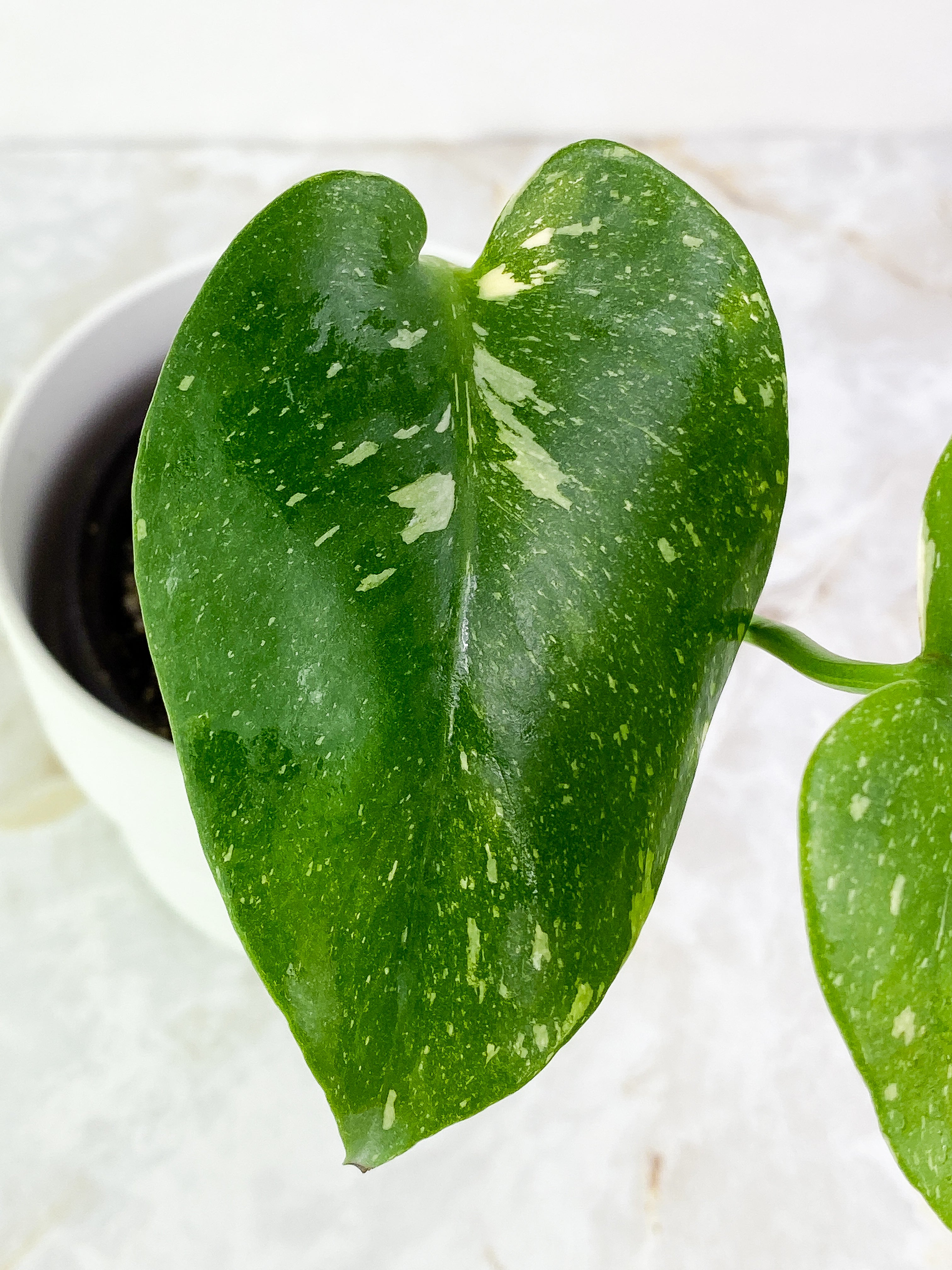 Monstera Thai 2 leaves rooted