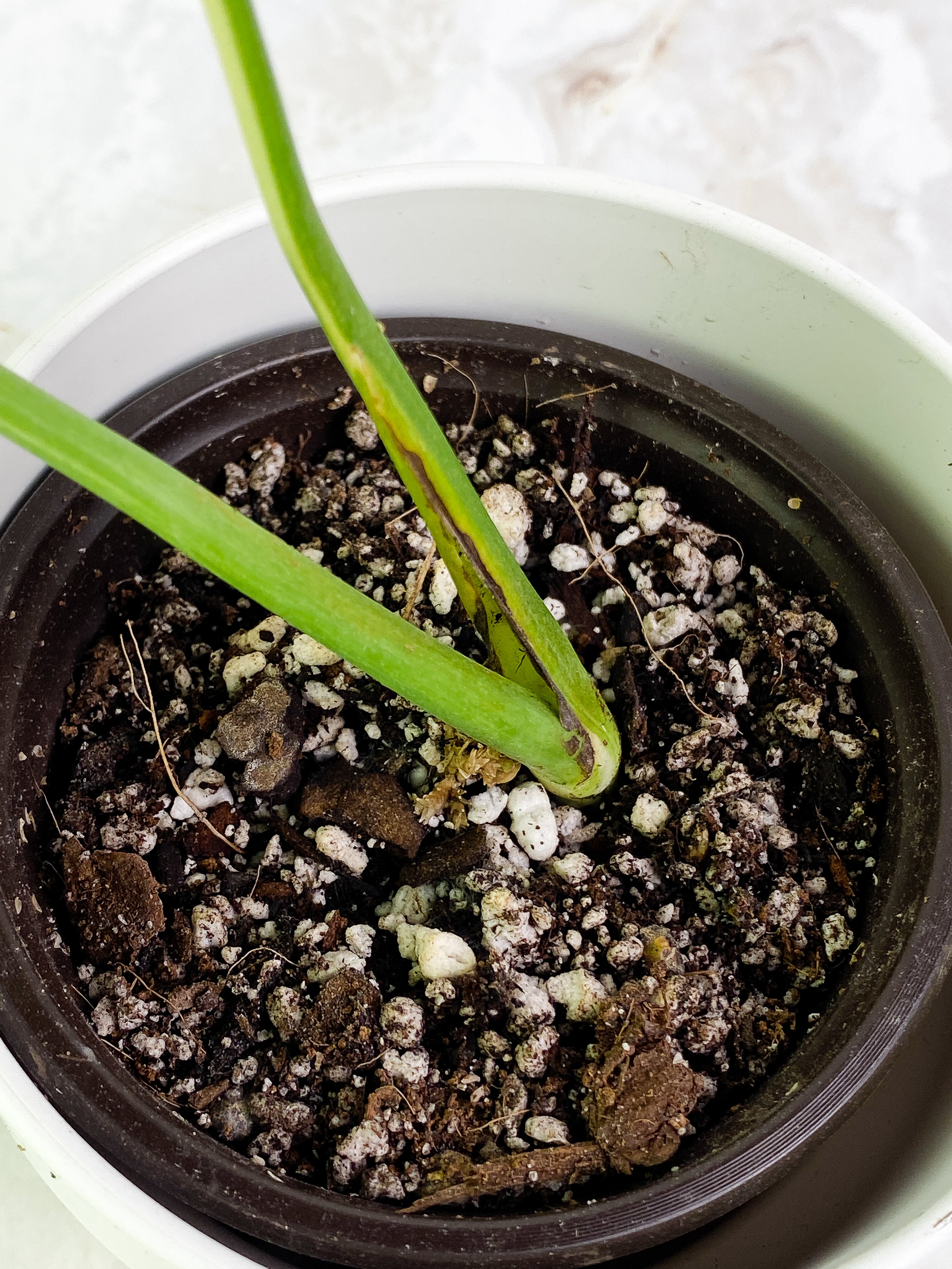 Monstera Thai 2 leaves rooted