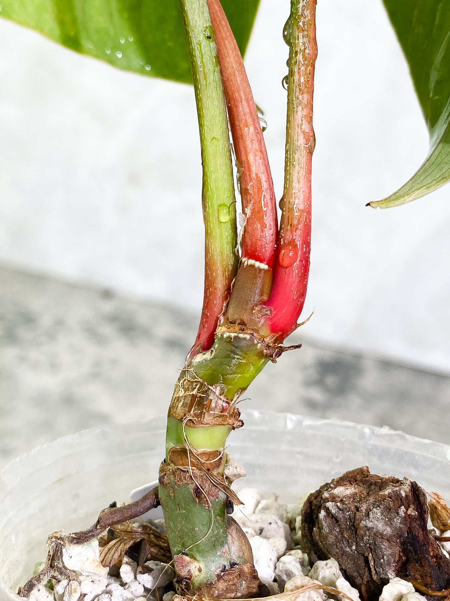 Philodendron Sodiroi 2leaves 1 sprout top cutting 2 growing points slightly rooted