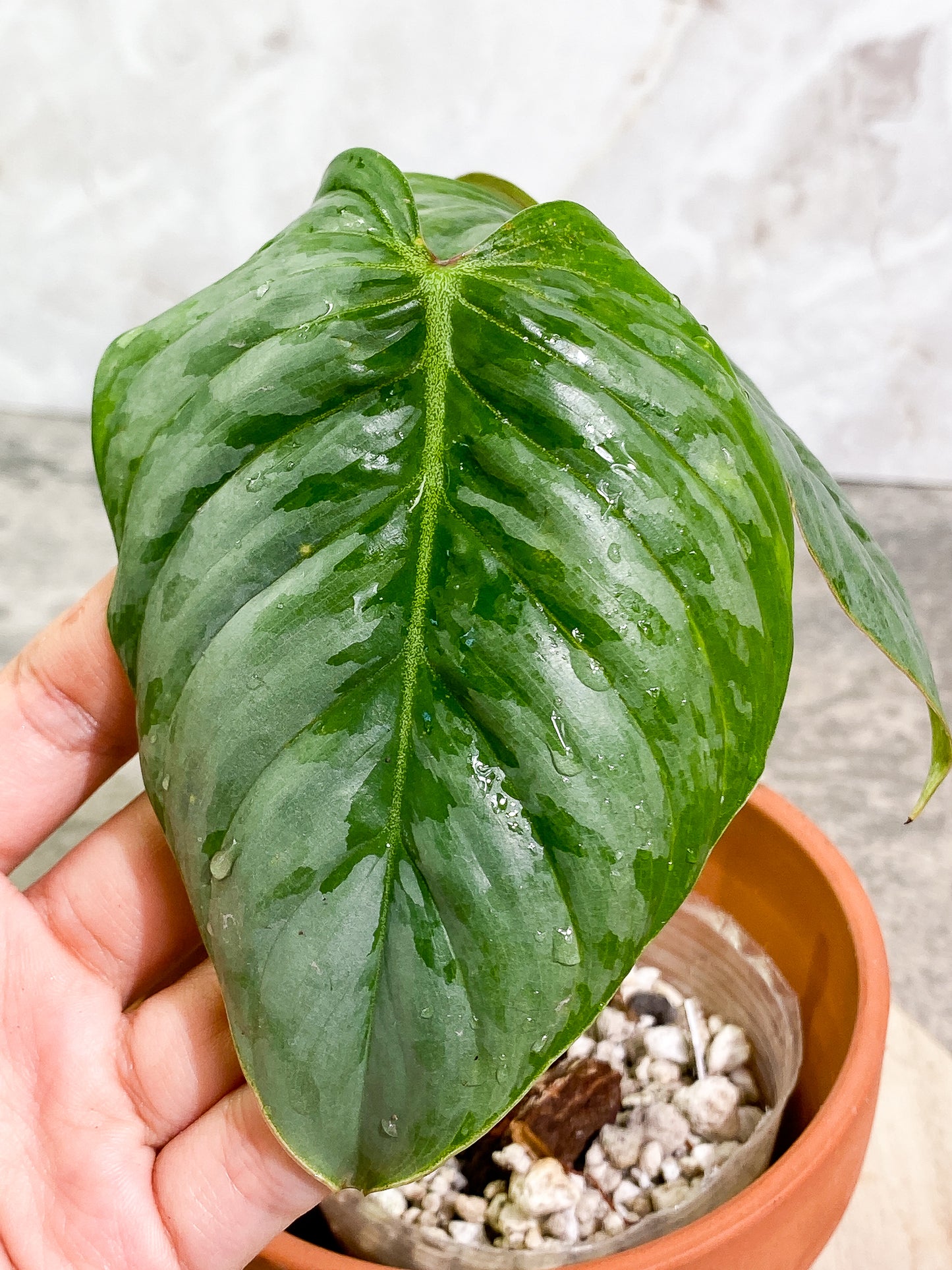 Philodendron Sodiroi 2leaves 1 sprout top cutting 2 growing points slightly rooted