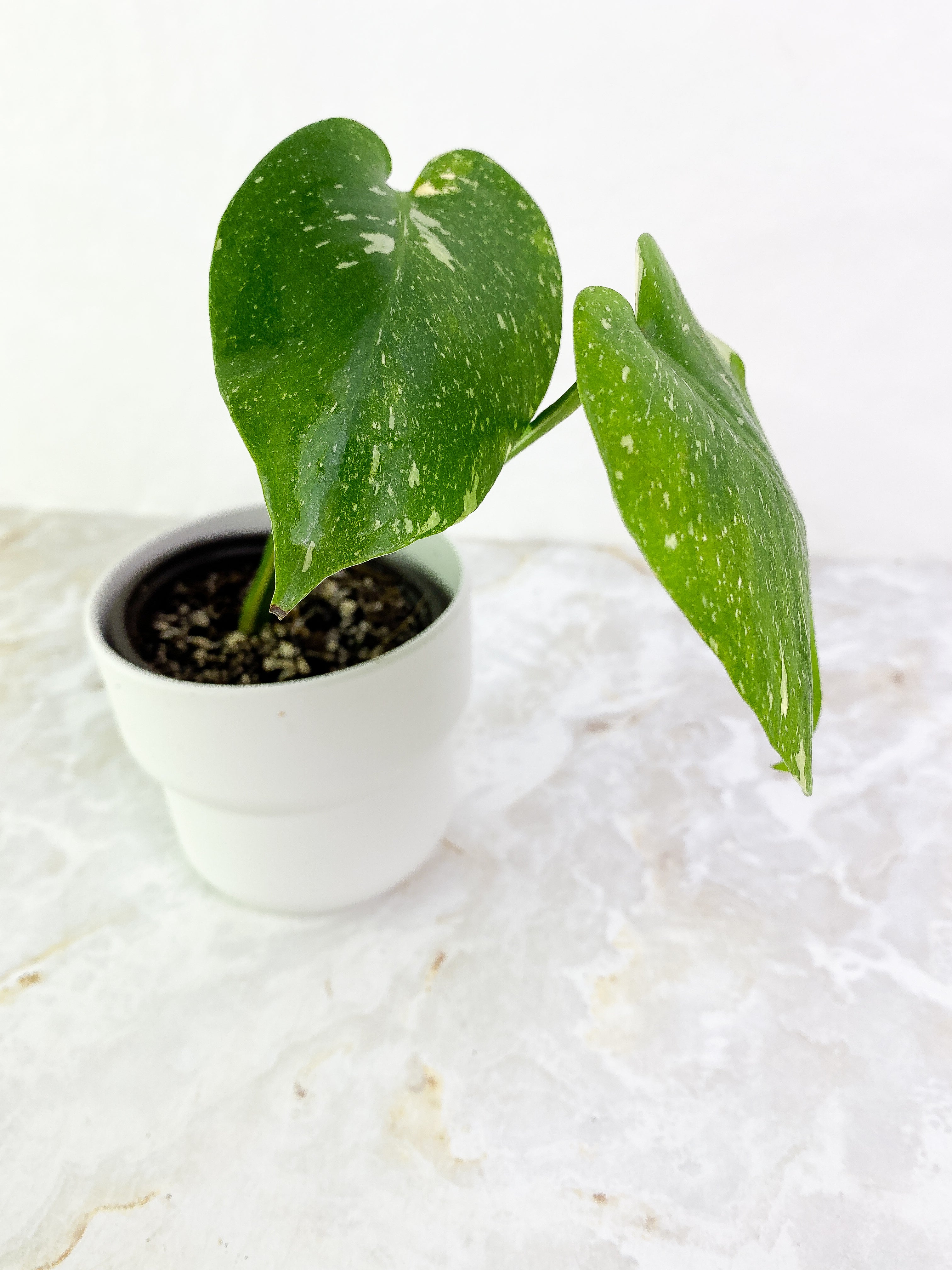 Monstera Thai 2 leaves rooted