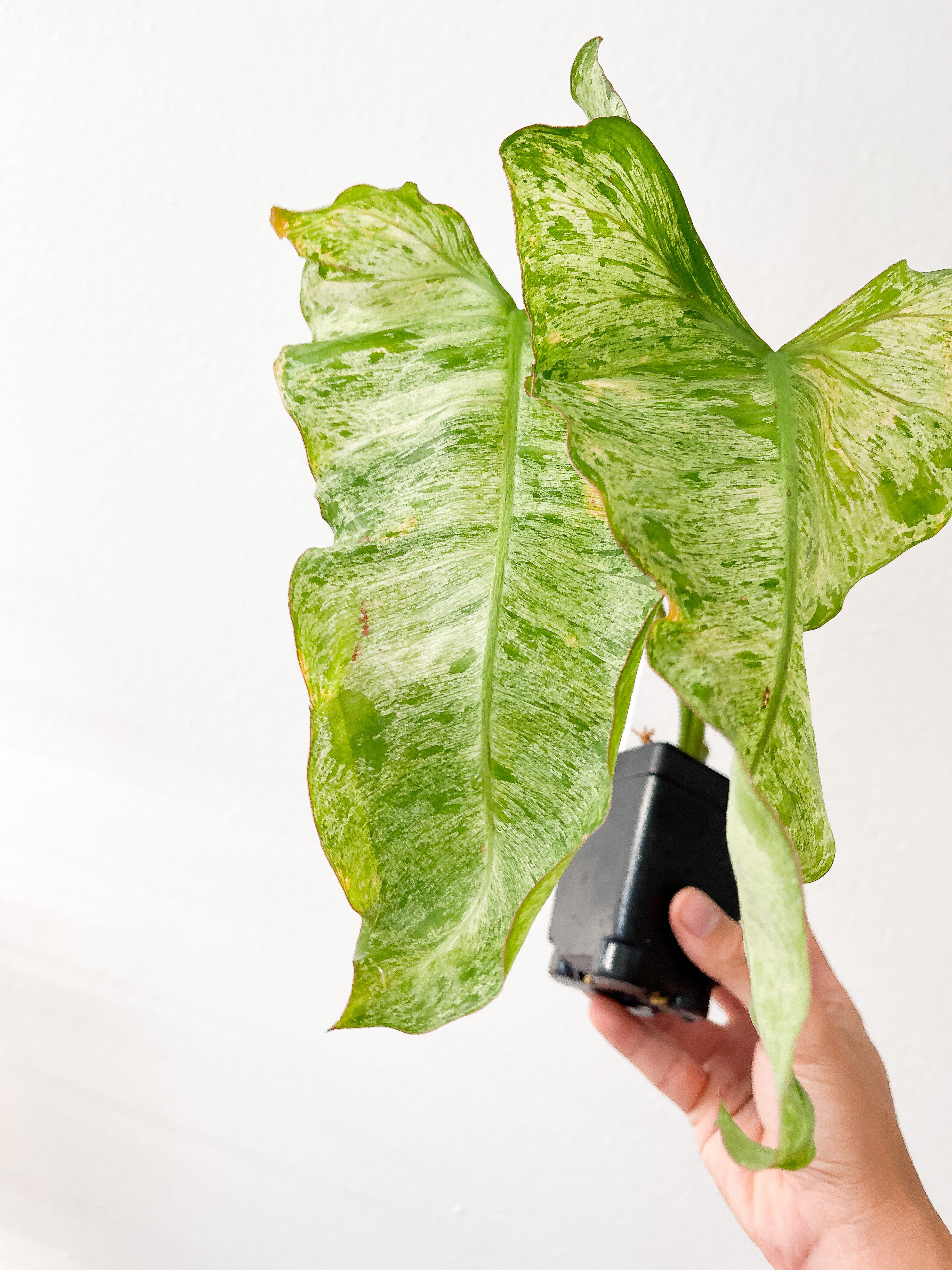 Philodendron Paraiso Verde Rooted 2 leaves