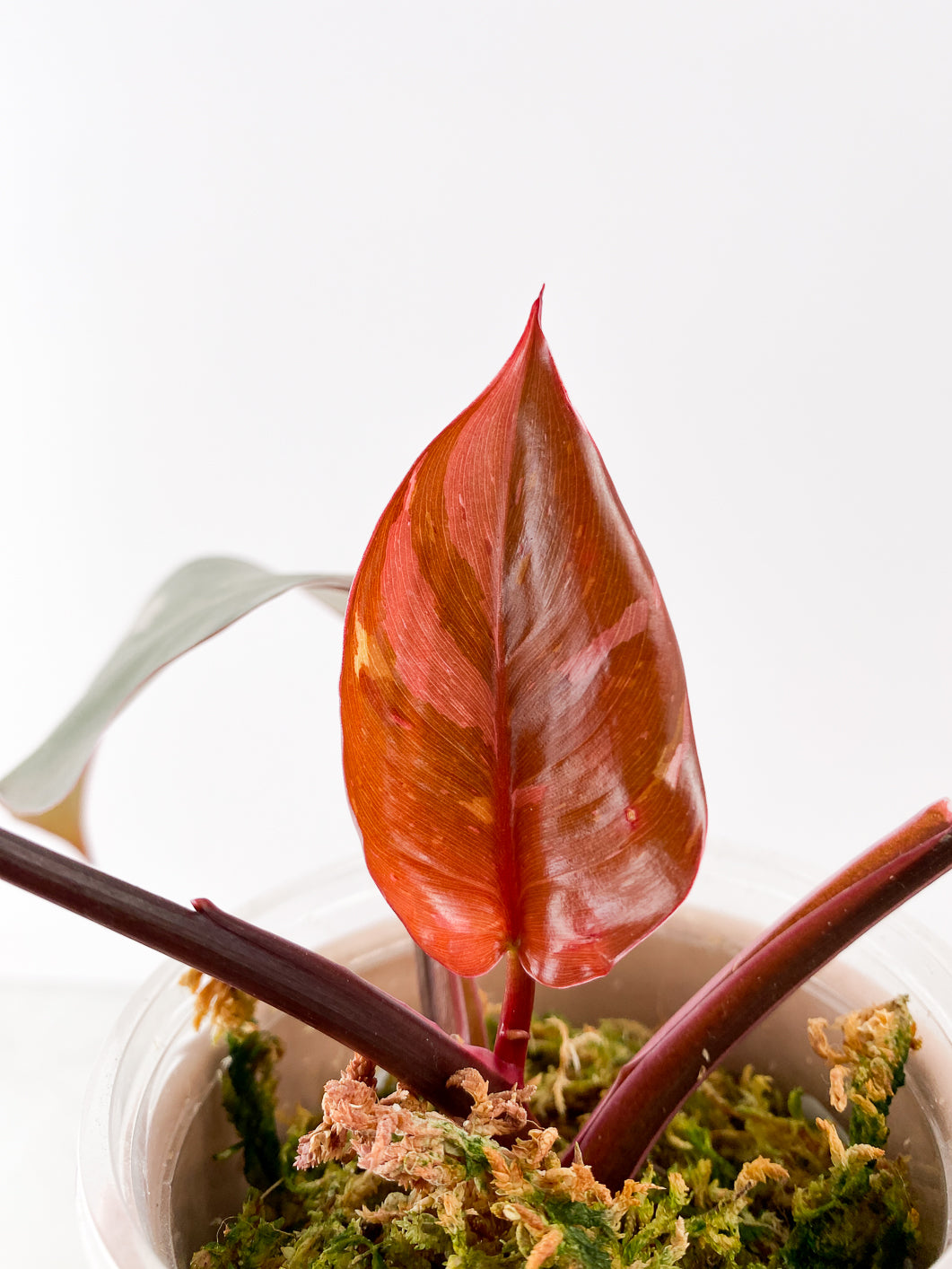 Philodendron Red Anderson 3 leaves 1 new leaf rooting in moss