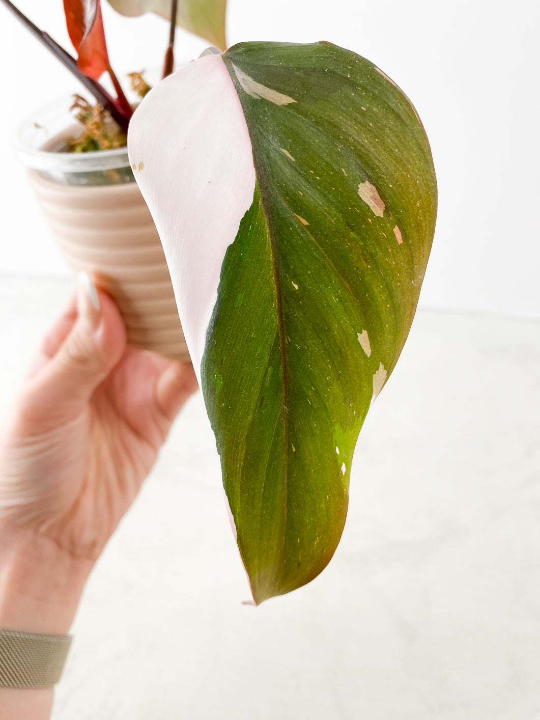 Philodendron Red Anderson 3 leaves 1 new leaf rooting in moss