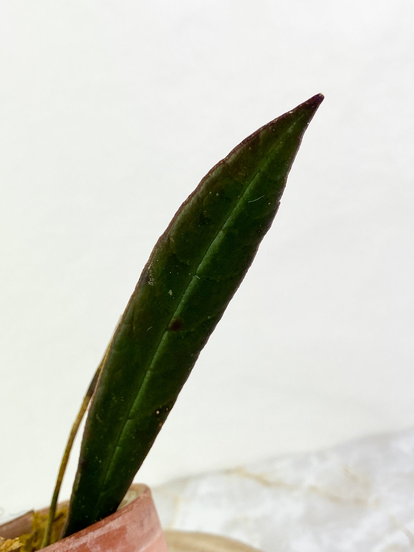 Hoya Sulaweisiana 1 leaf slightly rooted