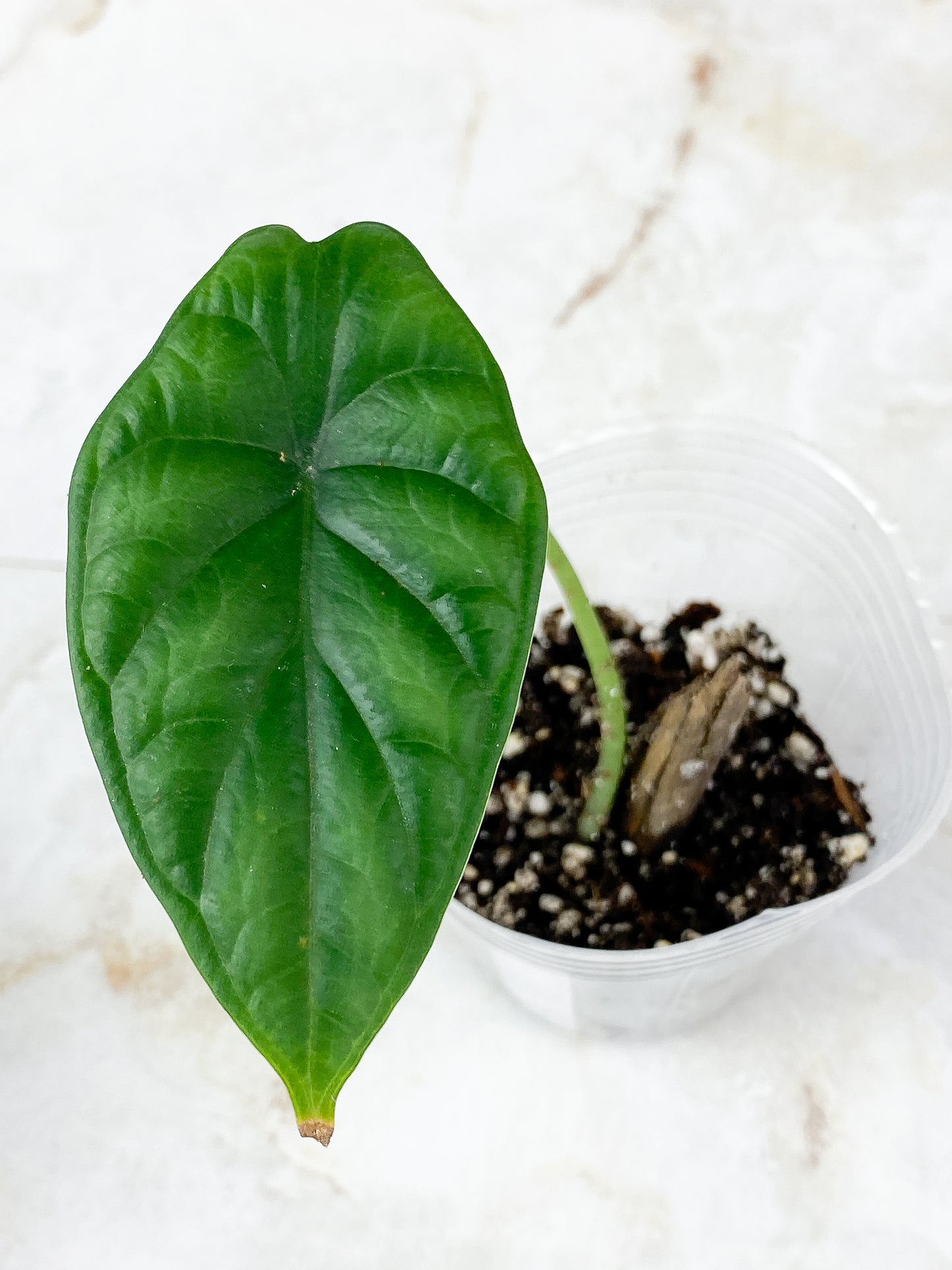 Grower Choice:  Alocasia Dragon Scale Rooted 1 leaf
