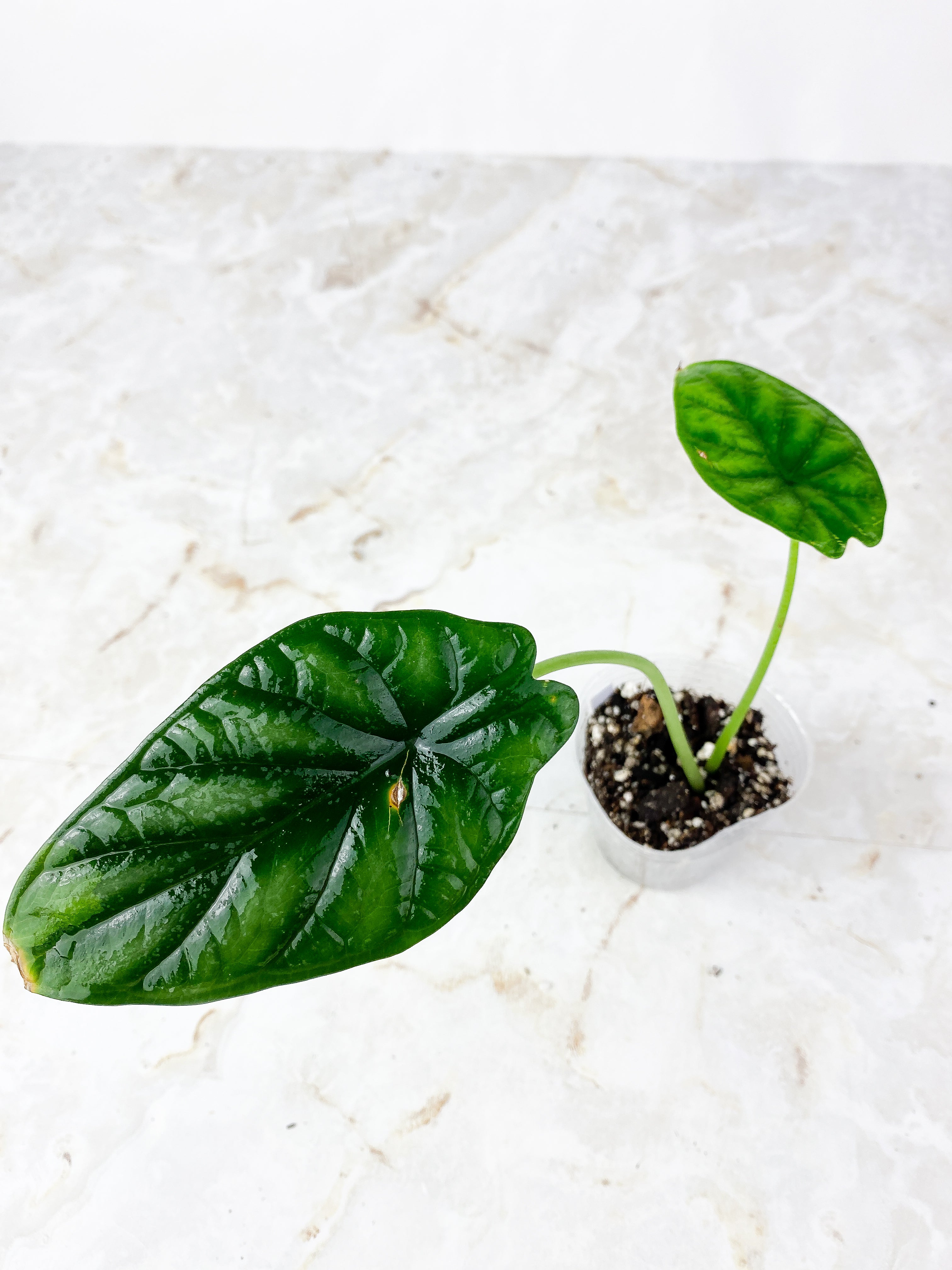 Grower Choice: Alocasia Dragon Scale Rooted 2 leaves