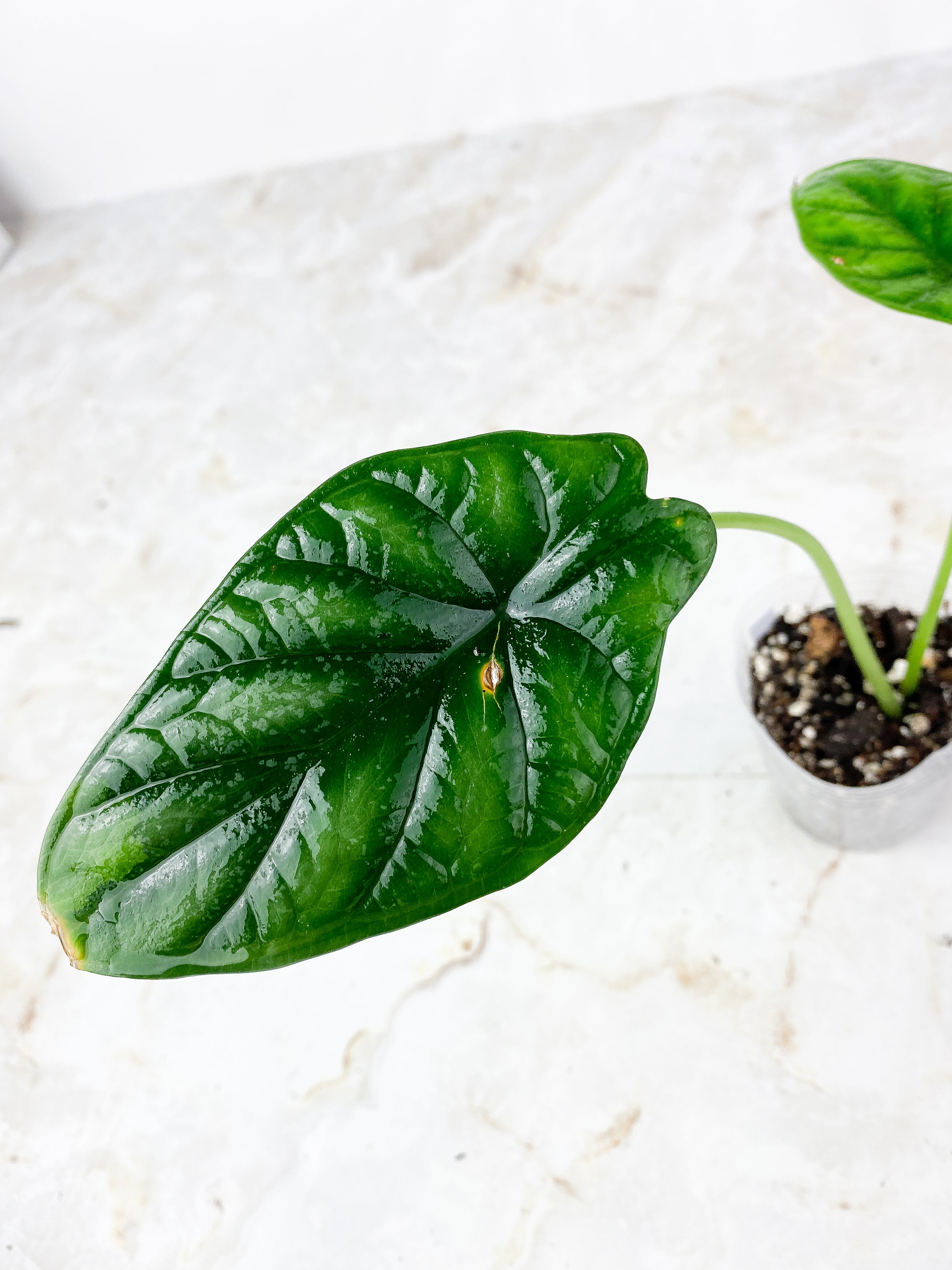 Grower Choice: Alocasia Dragon Scale Rooted 2 leaves