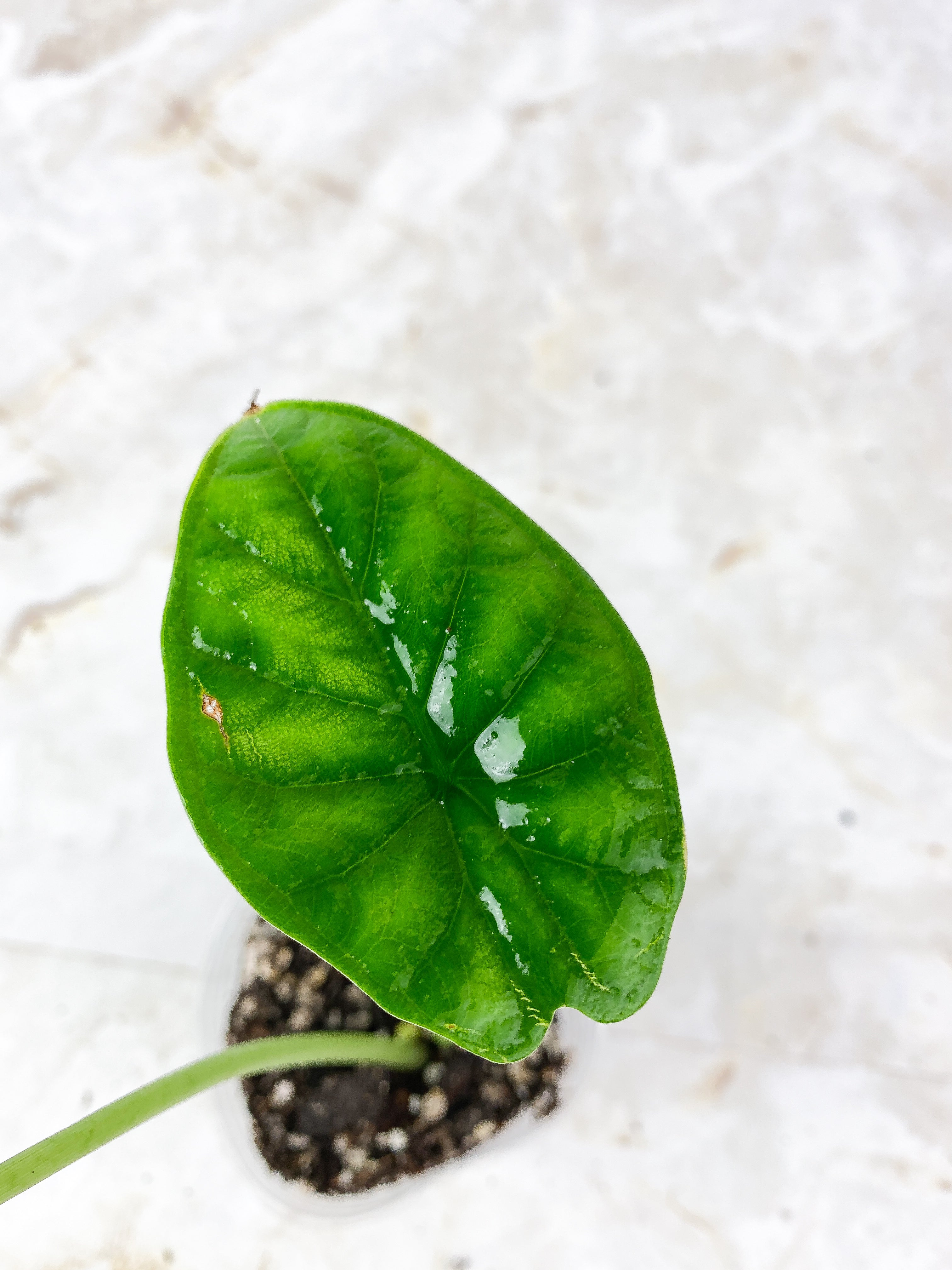 Grower Choice: Alocasia Dragon Scale Rooted 2 leaves