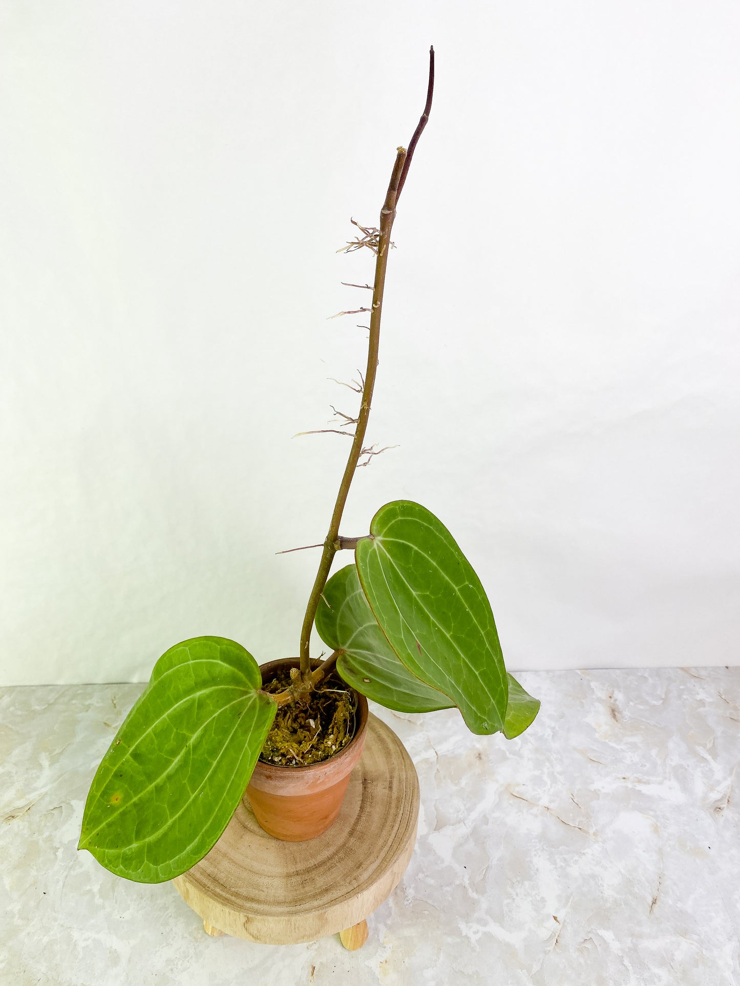 Hoya Sarawak 3 giant leaves (8" long) long stalk  slightly rooted