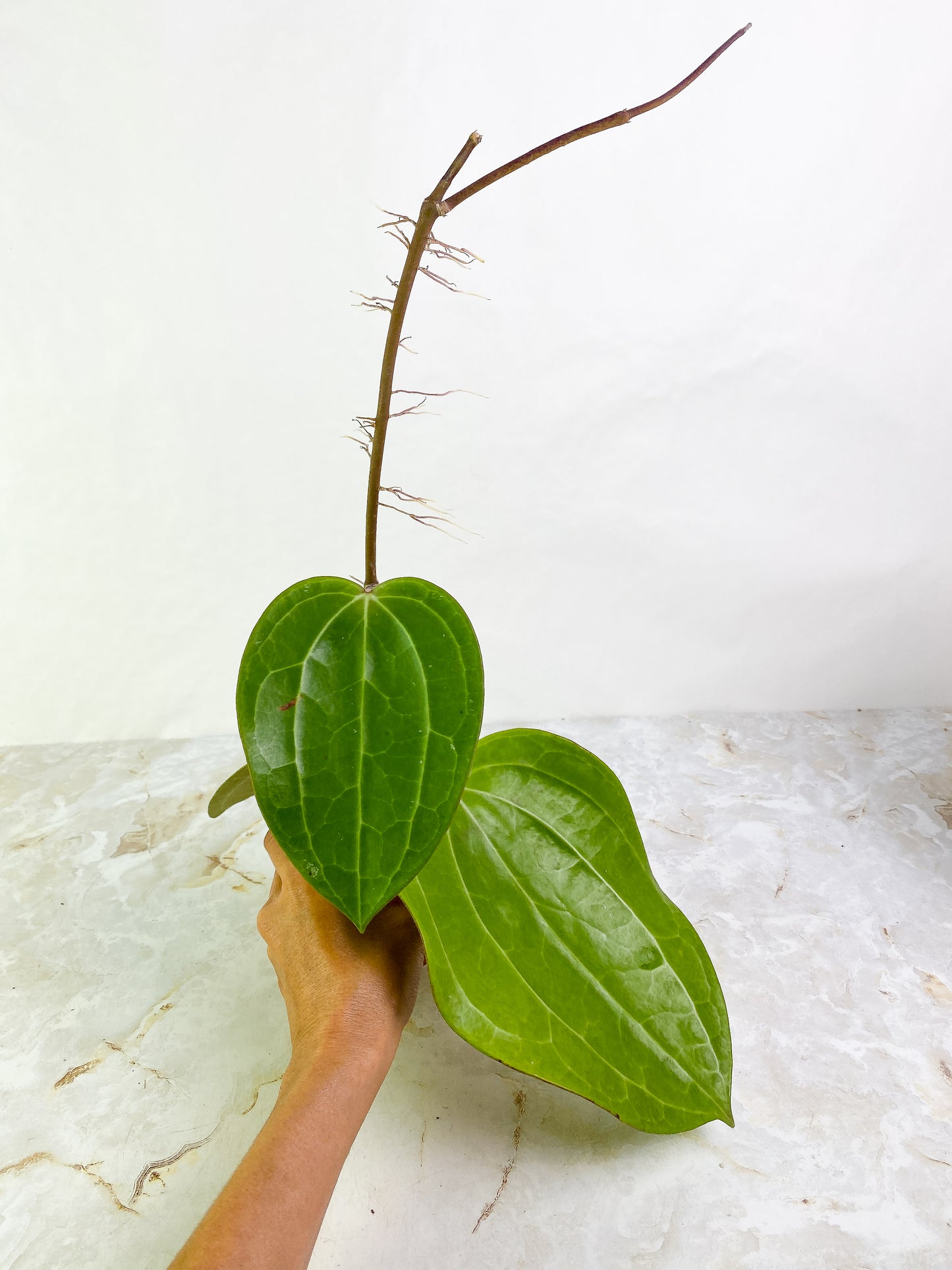 Hoya Sarawak 3 giant leaves (8" long) long stalk  slightly rooted