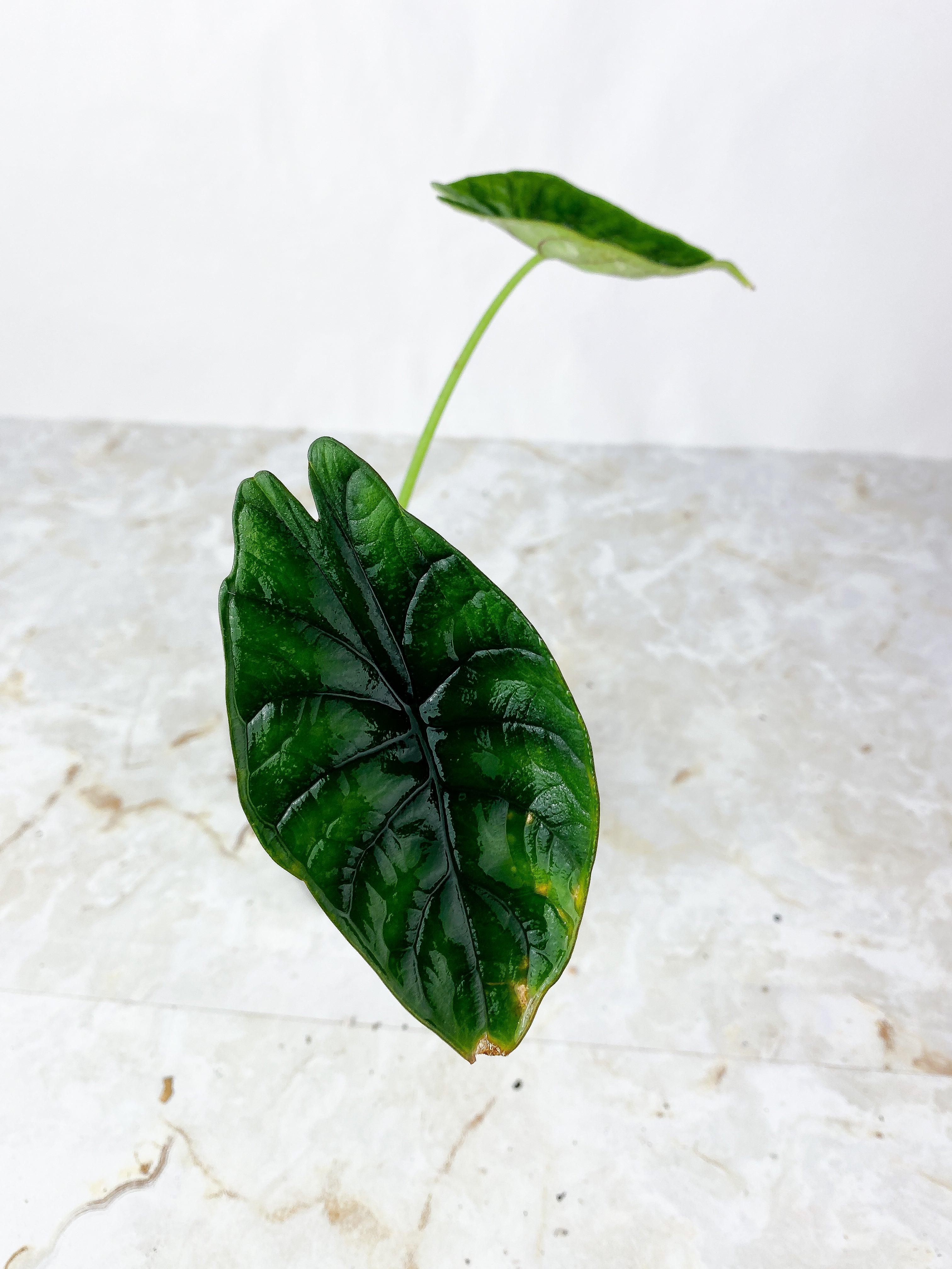 Grower Choice: Alocasia Dragon Scale Rooted 2 leaves