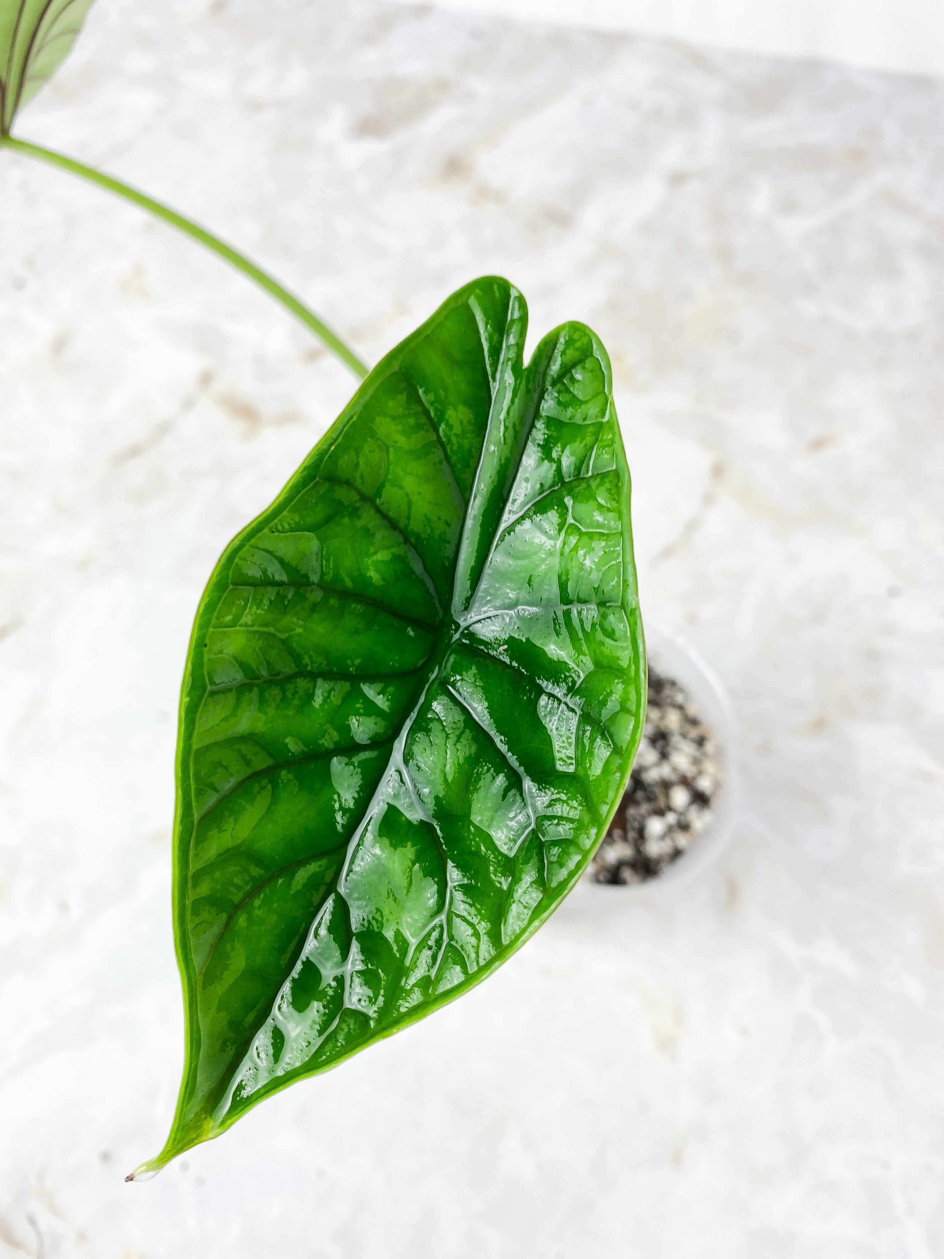 Grower Choice: Alocasia Dragon Scale Rooted 2 leaves