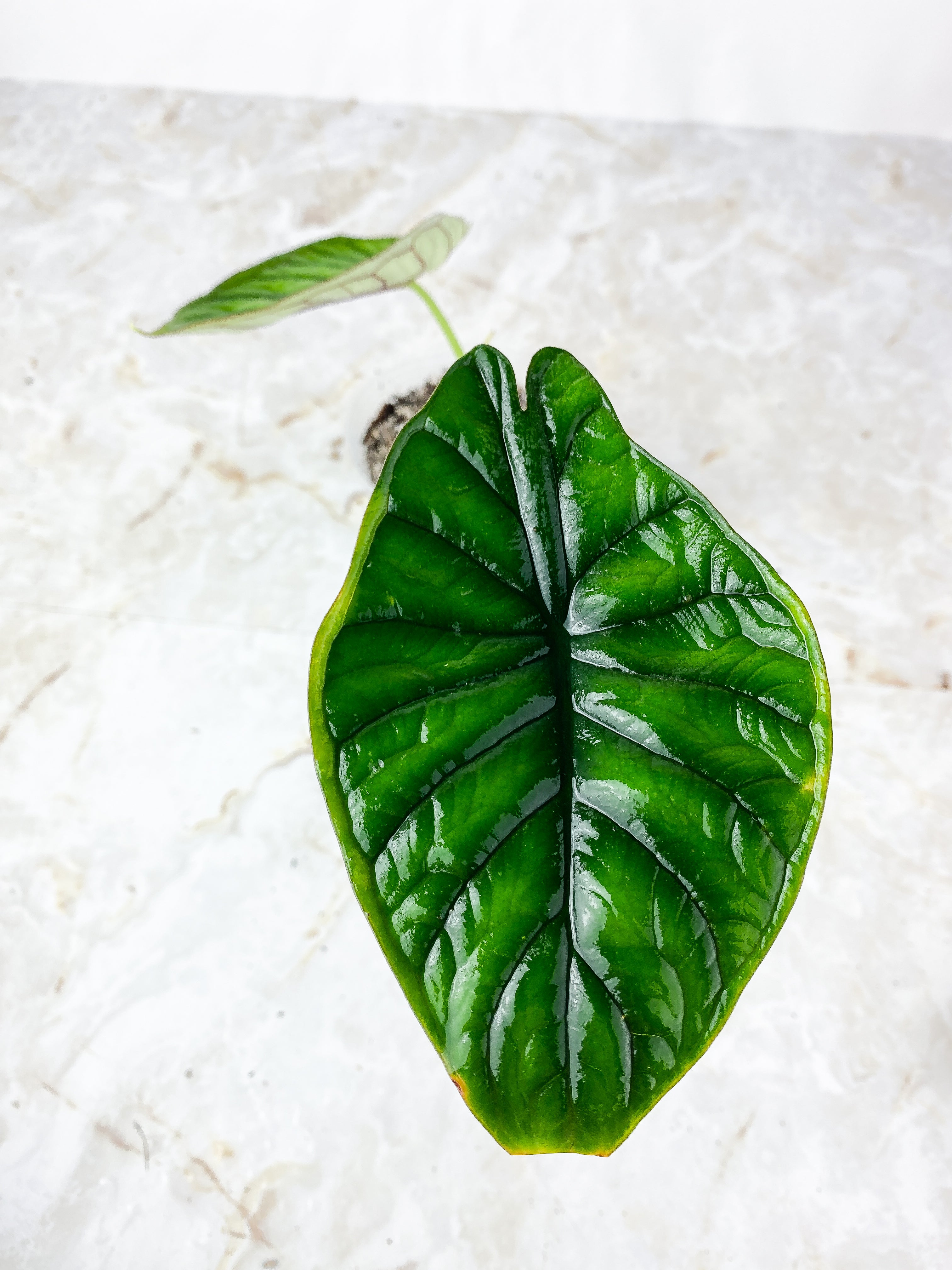 Alocasia Dragon Scale Rooted 2 big leaves (6")