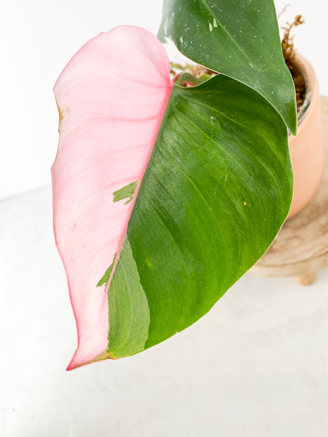 Phiodendron White Princess Tricolor 6 leaves rooted