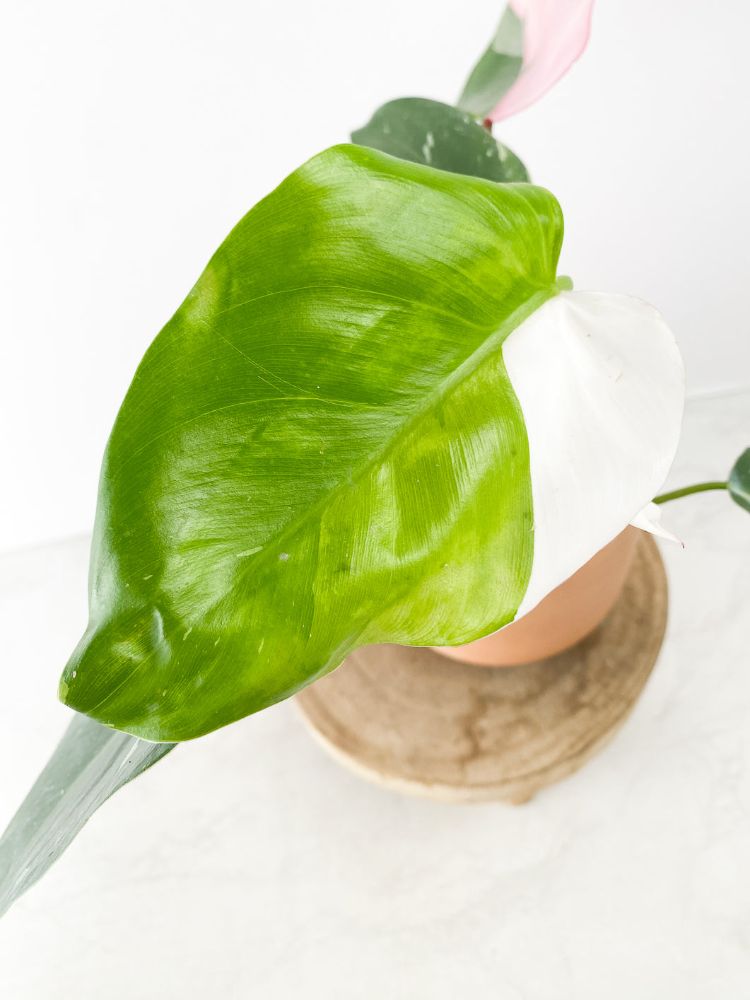 Phiodendron White Princess Tricolor 6 leaves rooted