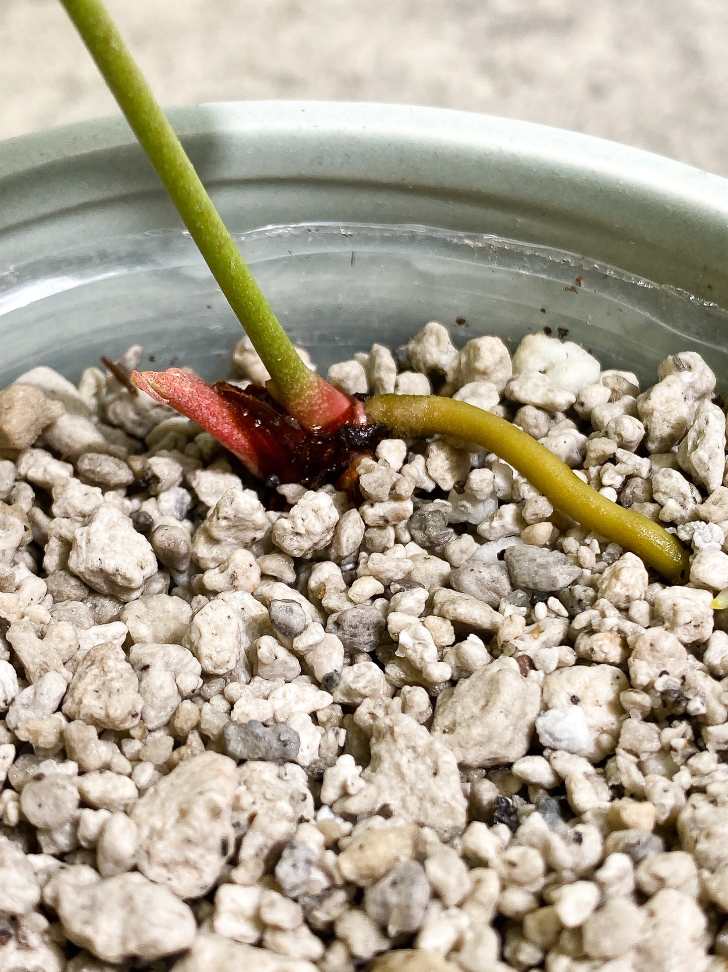 Anthurium Clarinervium x Pedatoradiatum 1 leaf Rooted