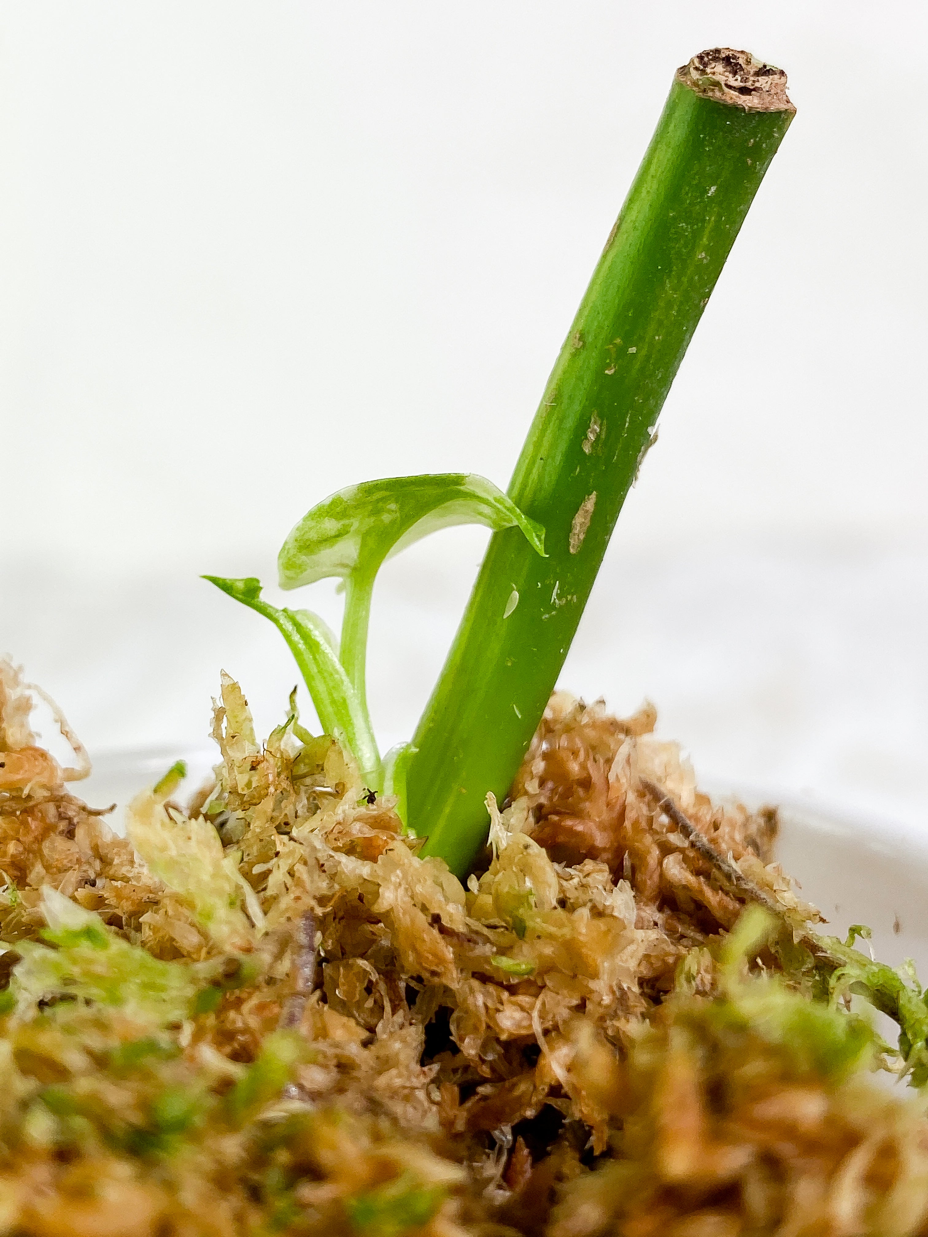 Syngonium Aurea 1 leaf Highly Variegated  Rooting