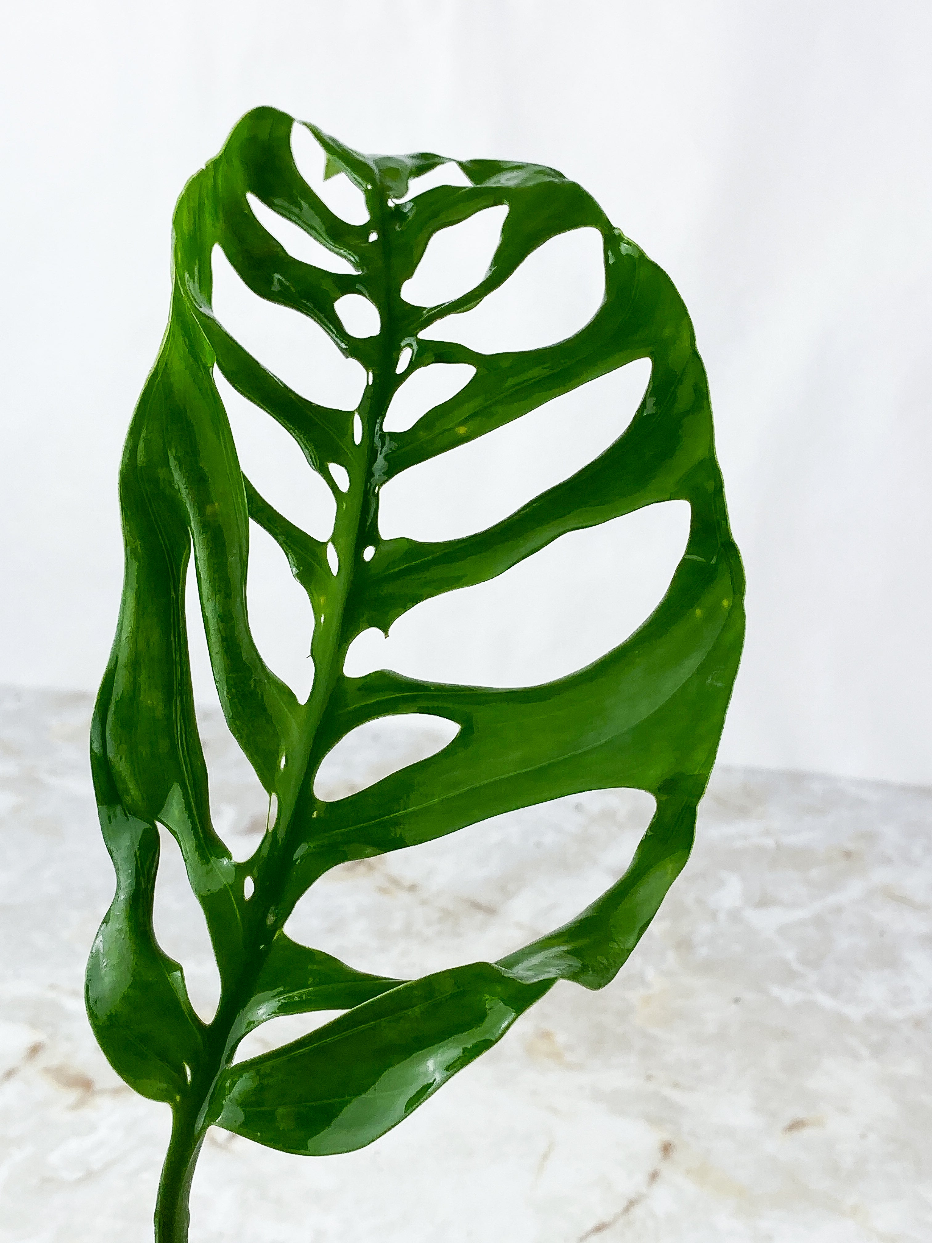 Monstera Esqueleto  Rooted Cutting