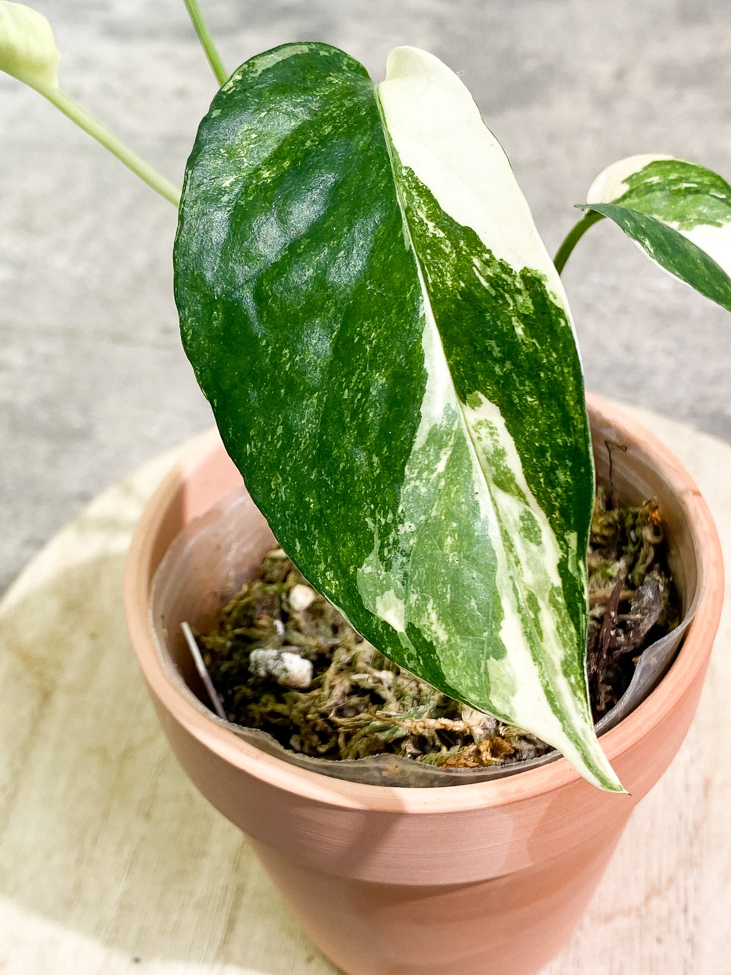 Variegated online Epipremnum Pinnatum