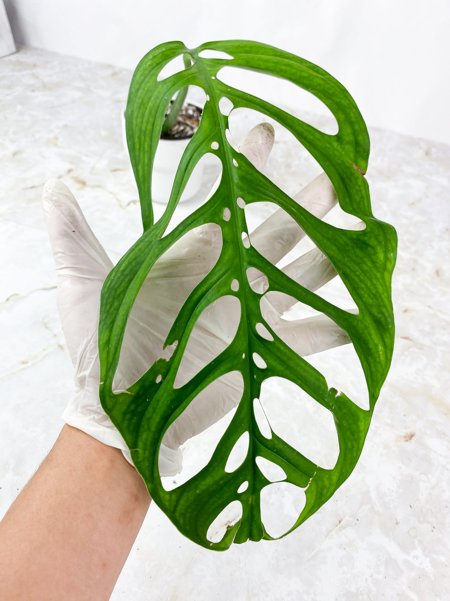 Monstera Esqueleto  Rooted Top Cutting XL 1 leaf and 1 sprout