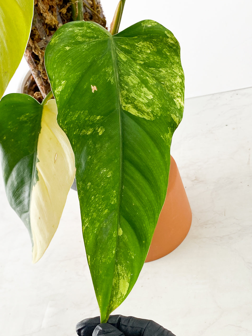 Philodendron Domesticum Variegated 6 leaves slightly rooted