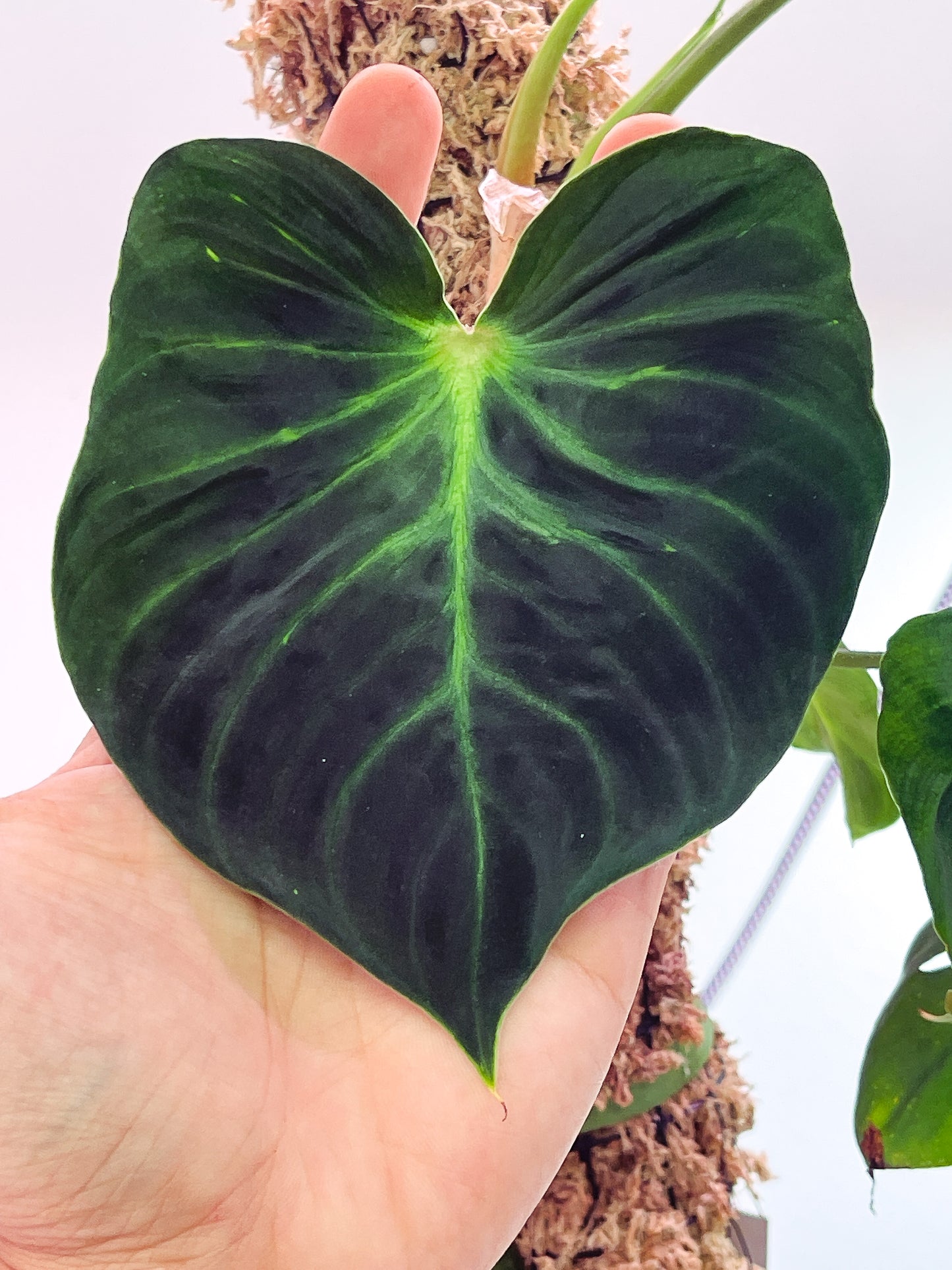 Philodendron Verrucosum Dark Rooted sprout