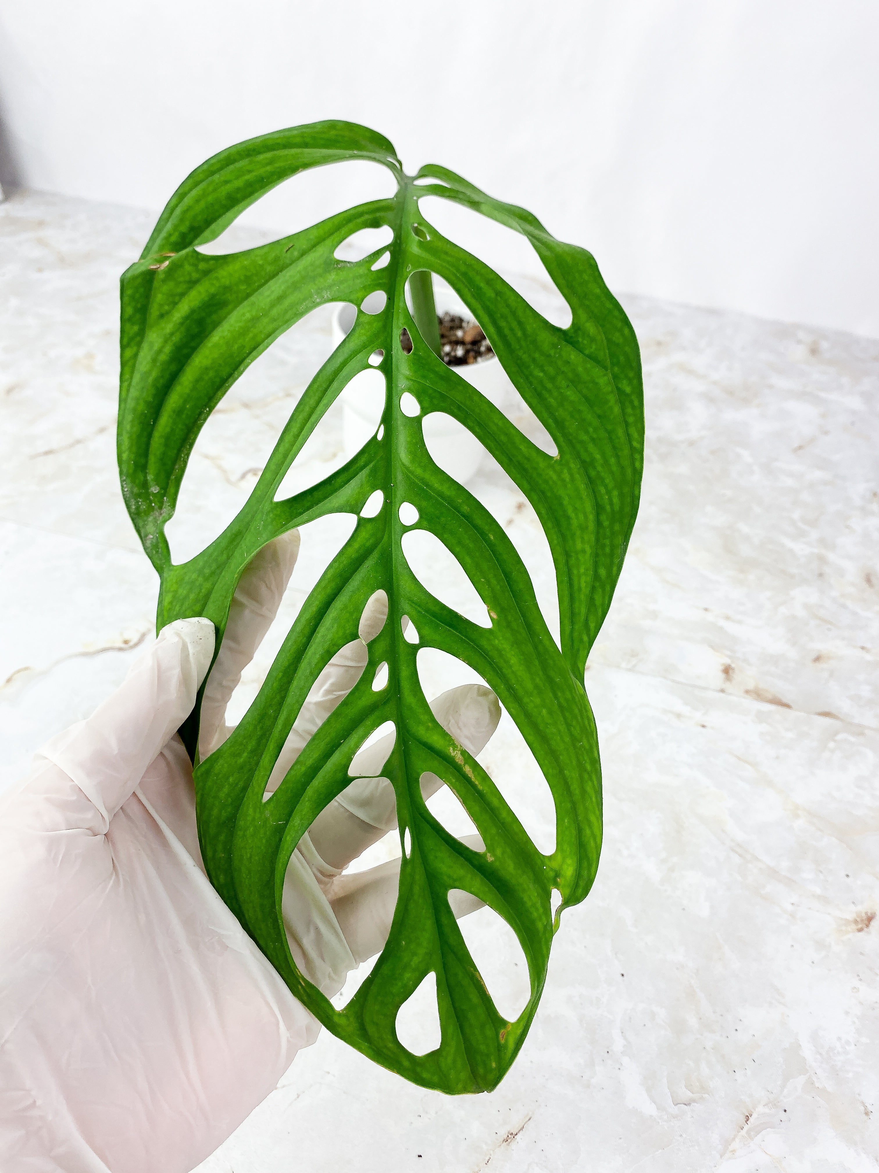 Grower Choice: Monstera Esqueleto  rooting top cutting node