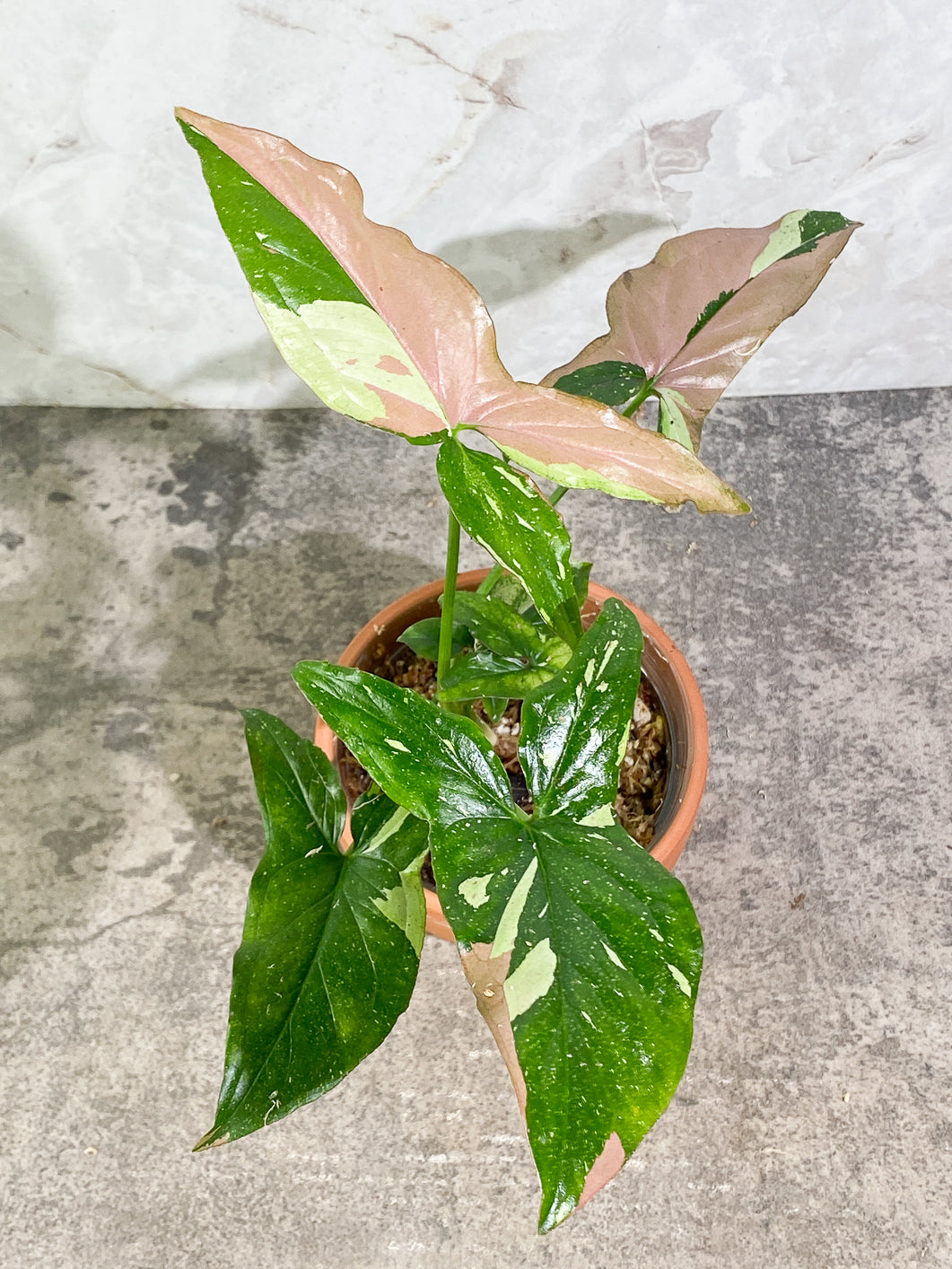 Private Sale: Syngonium Red Spot Tricolor Rooted medium