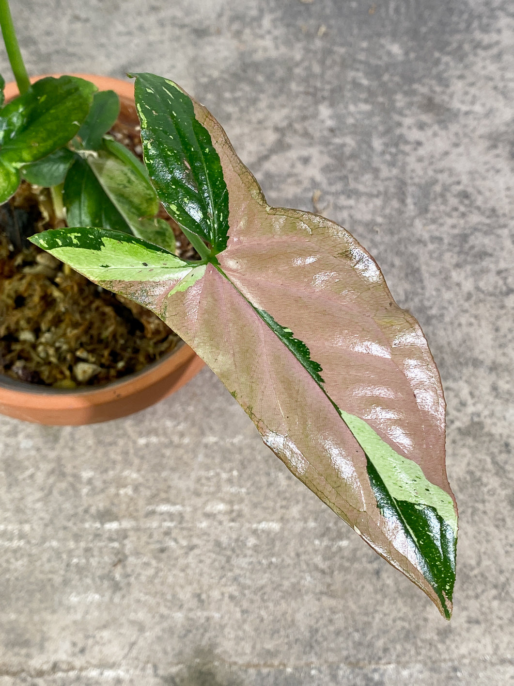 Private Sale: Syngonium Red Spot Tricolor Rooted medium