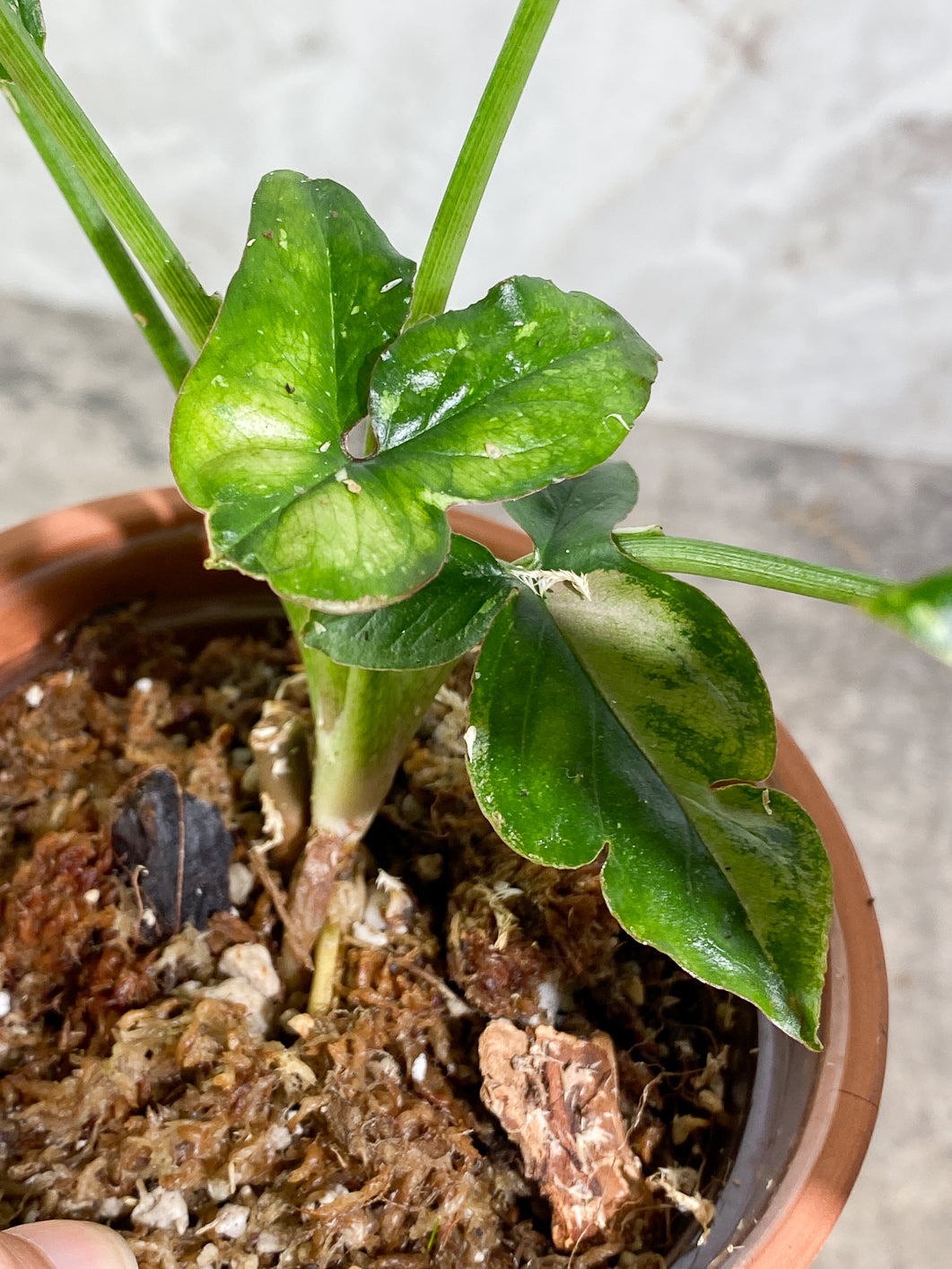 Private Sale: Syngonium Red Spot Tricolor Rooted medium