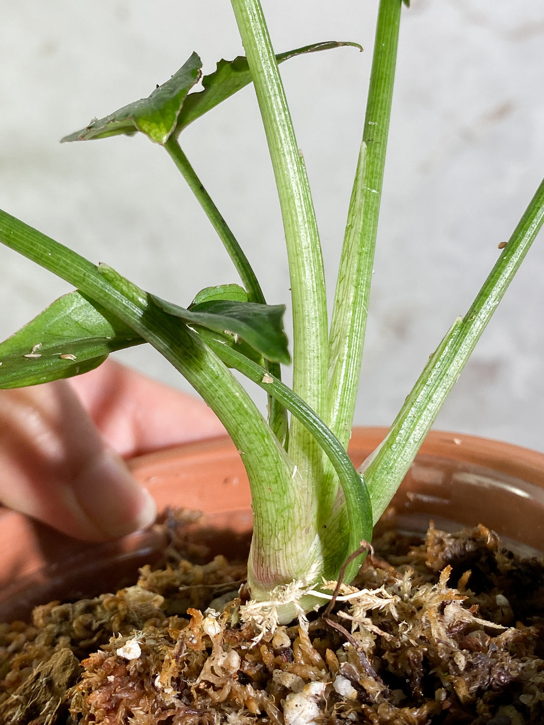 Private Sale: Syngonium Red Spot Tricolor Rooted medium