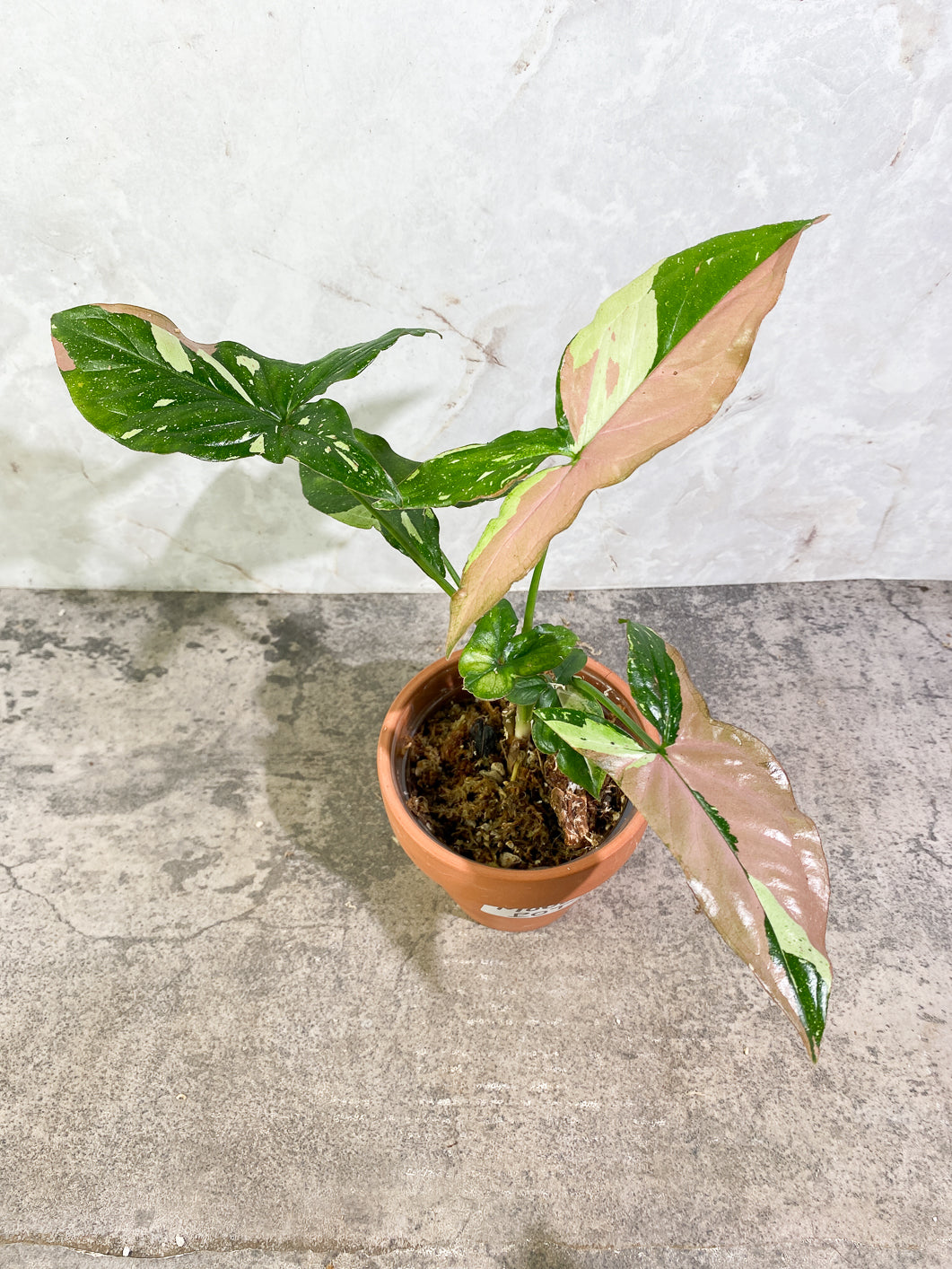 Private Sale: Syngonium Red Spot Tricolor Rooted medium