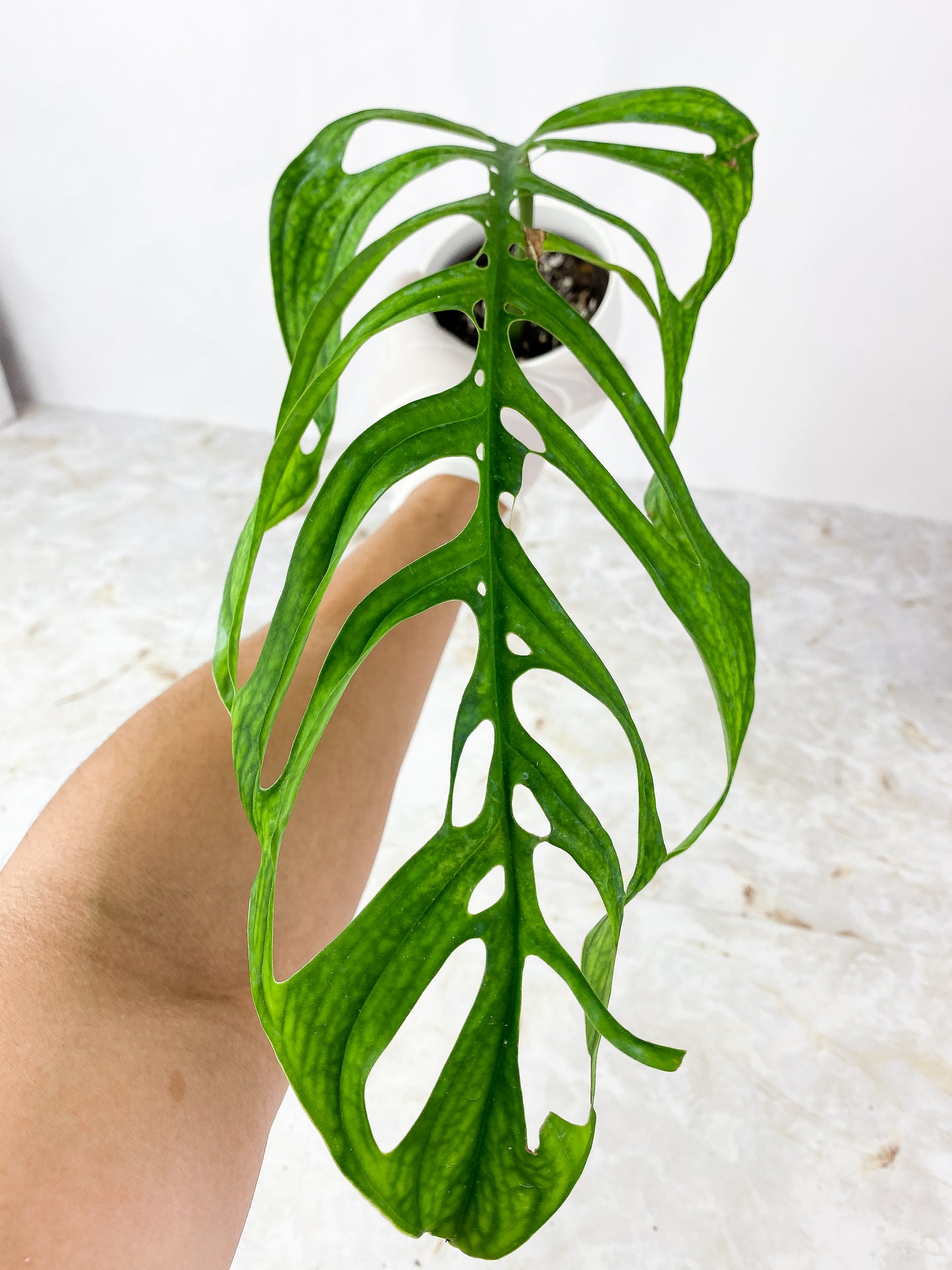 Monstera Esqueleto  Slightly Rooted Cutting XL 1 leaf
