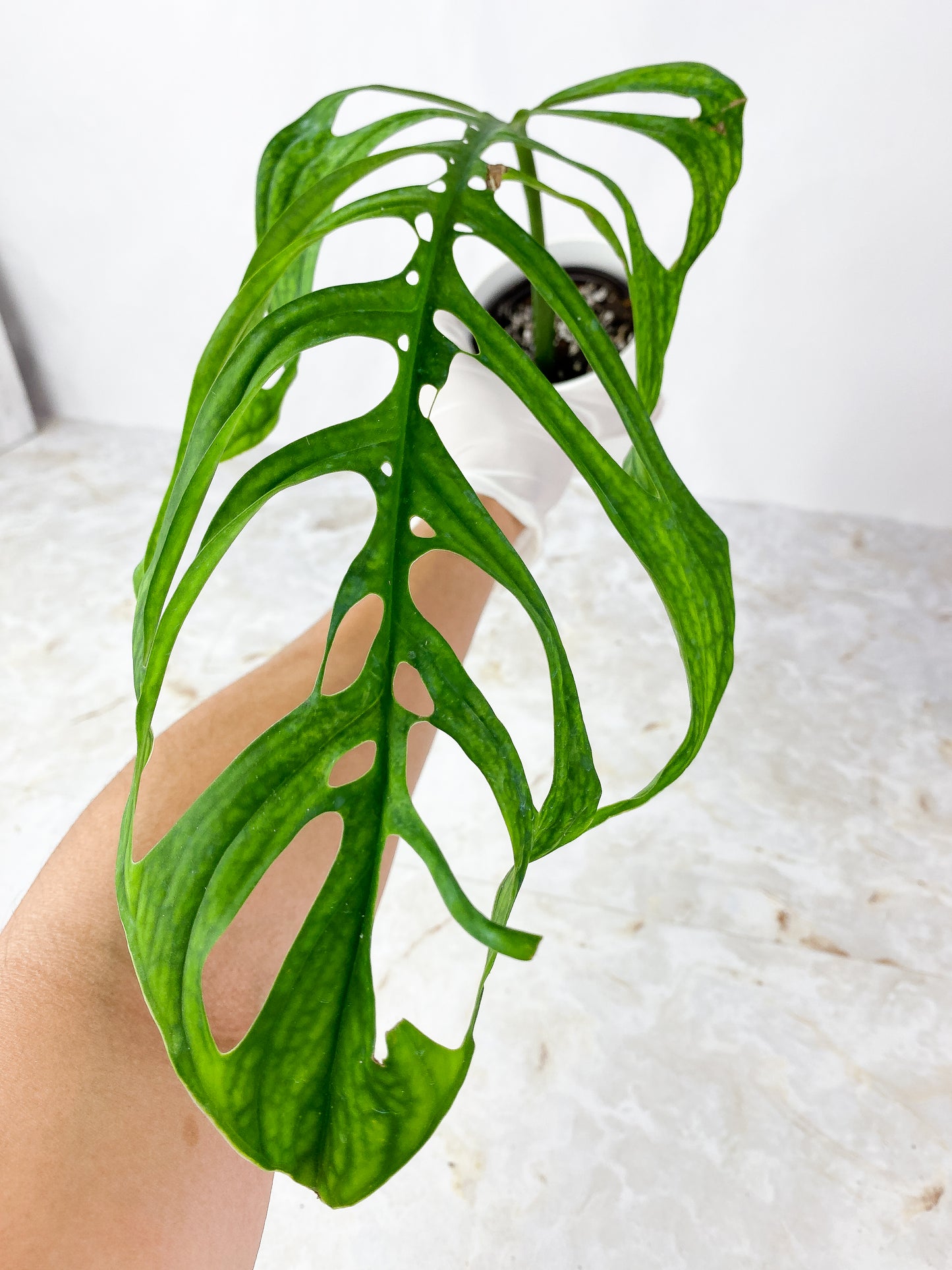 Monstera Esqueleto  Slightly Rooted Cutting XL 1 leaf