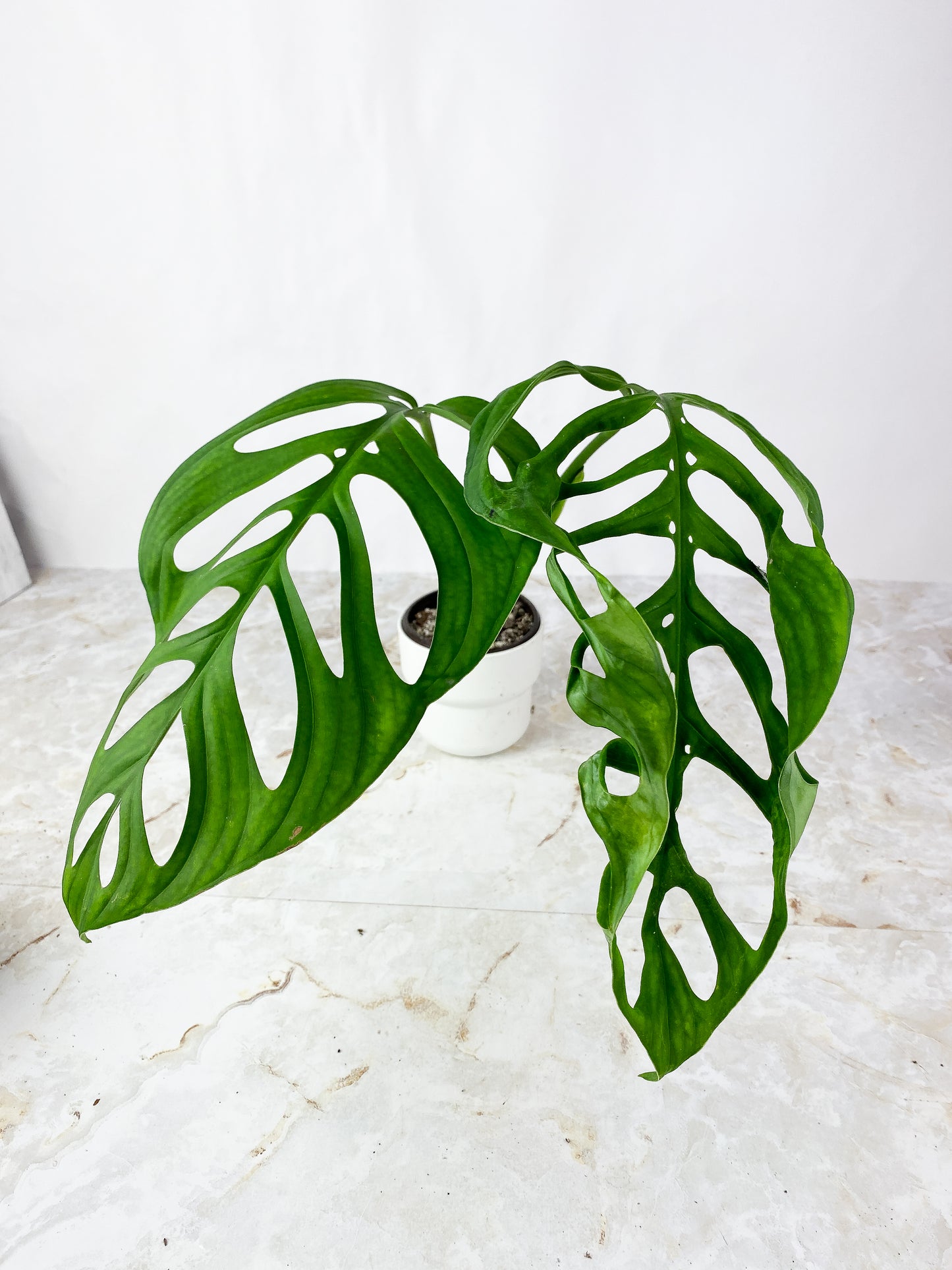 Grower Choice: Monstera Esqueleto Rooted node with 1 sprout